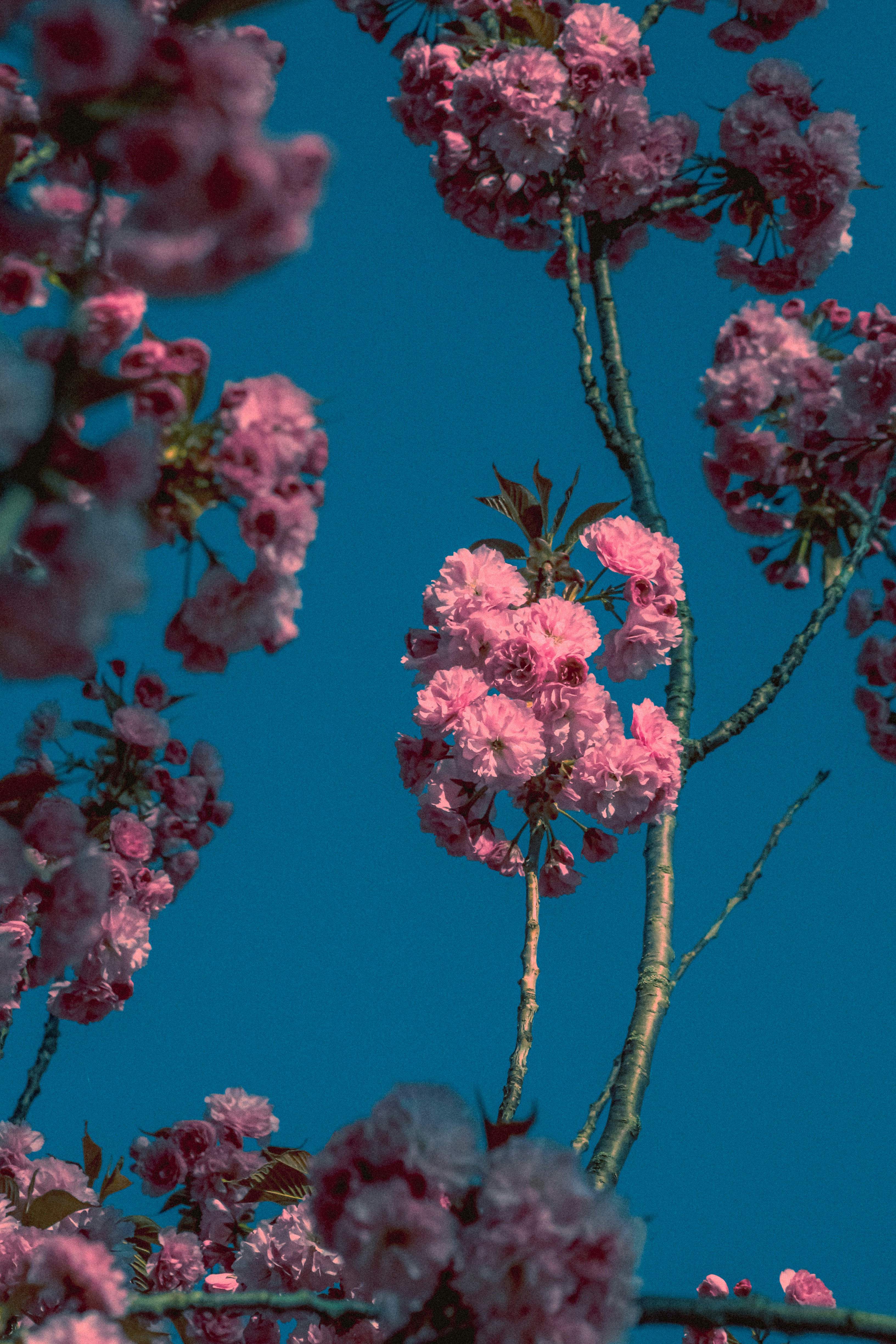 Flores cor de rosa florescem contra um céu azul brilhante. foto – Imagem  grátis sobre Flor de cerejeira na Unsplash, image size:3000x4500