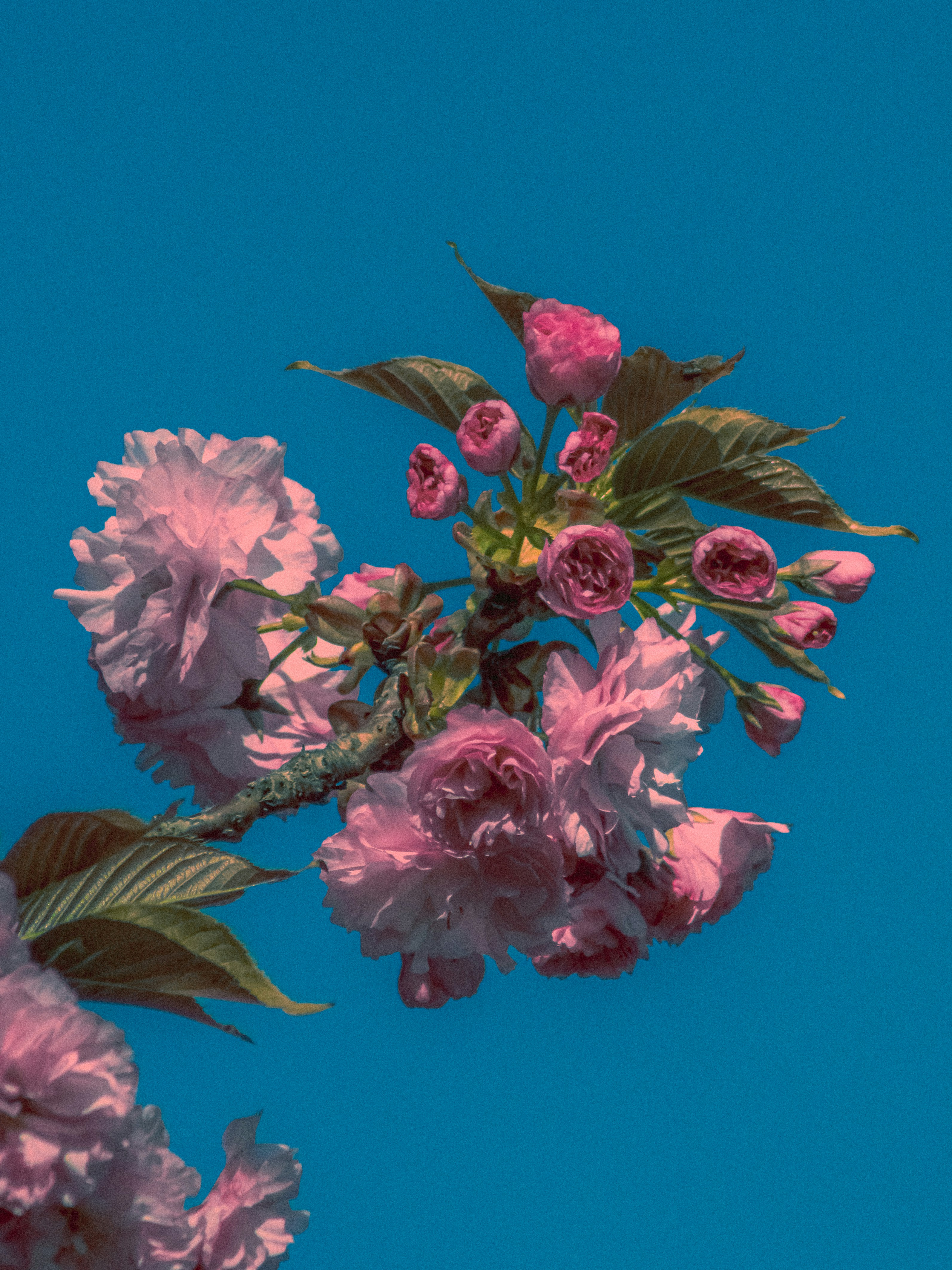 Photo by linusbelanger