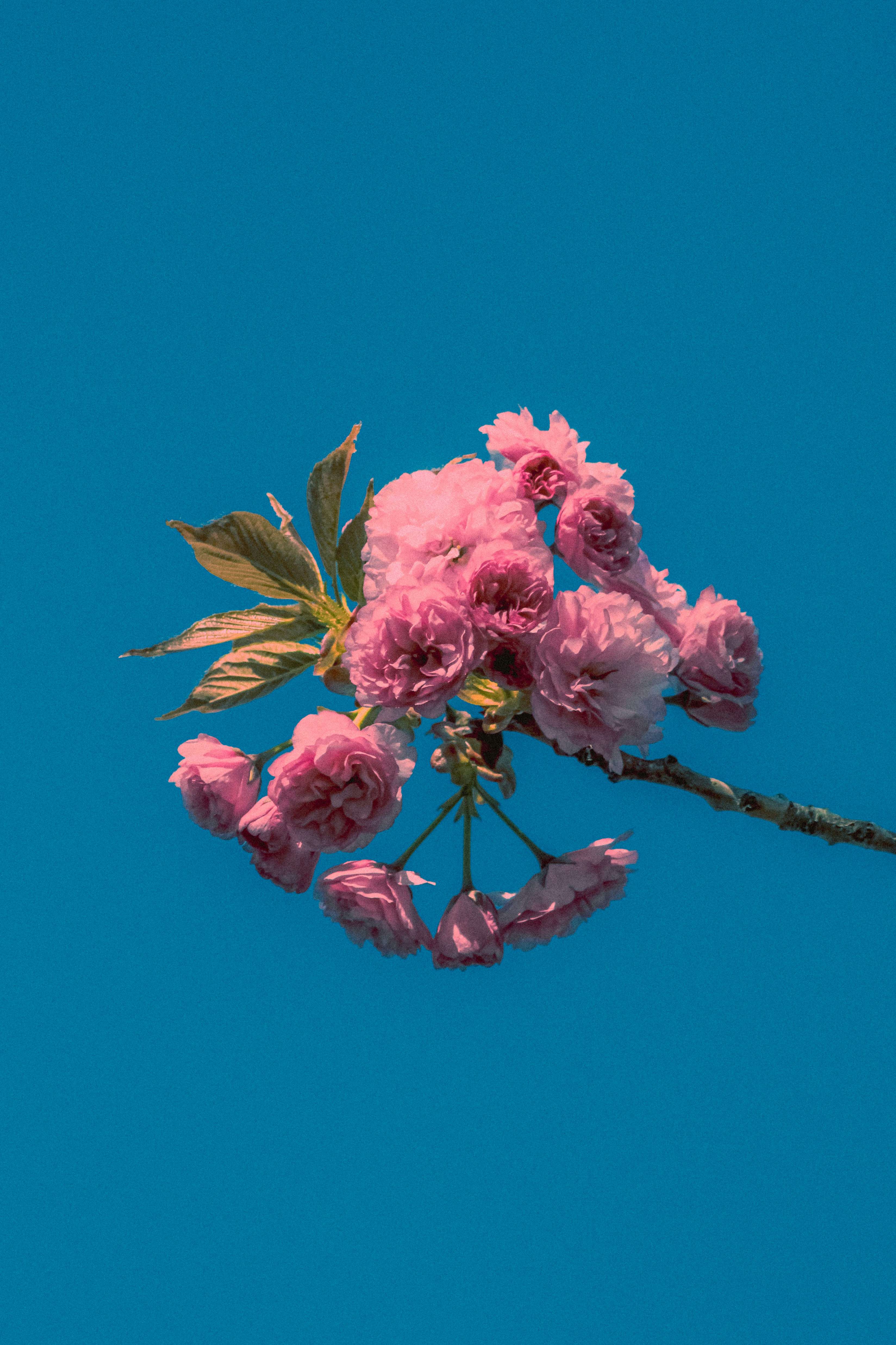 Photo by linusbelanger