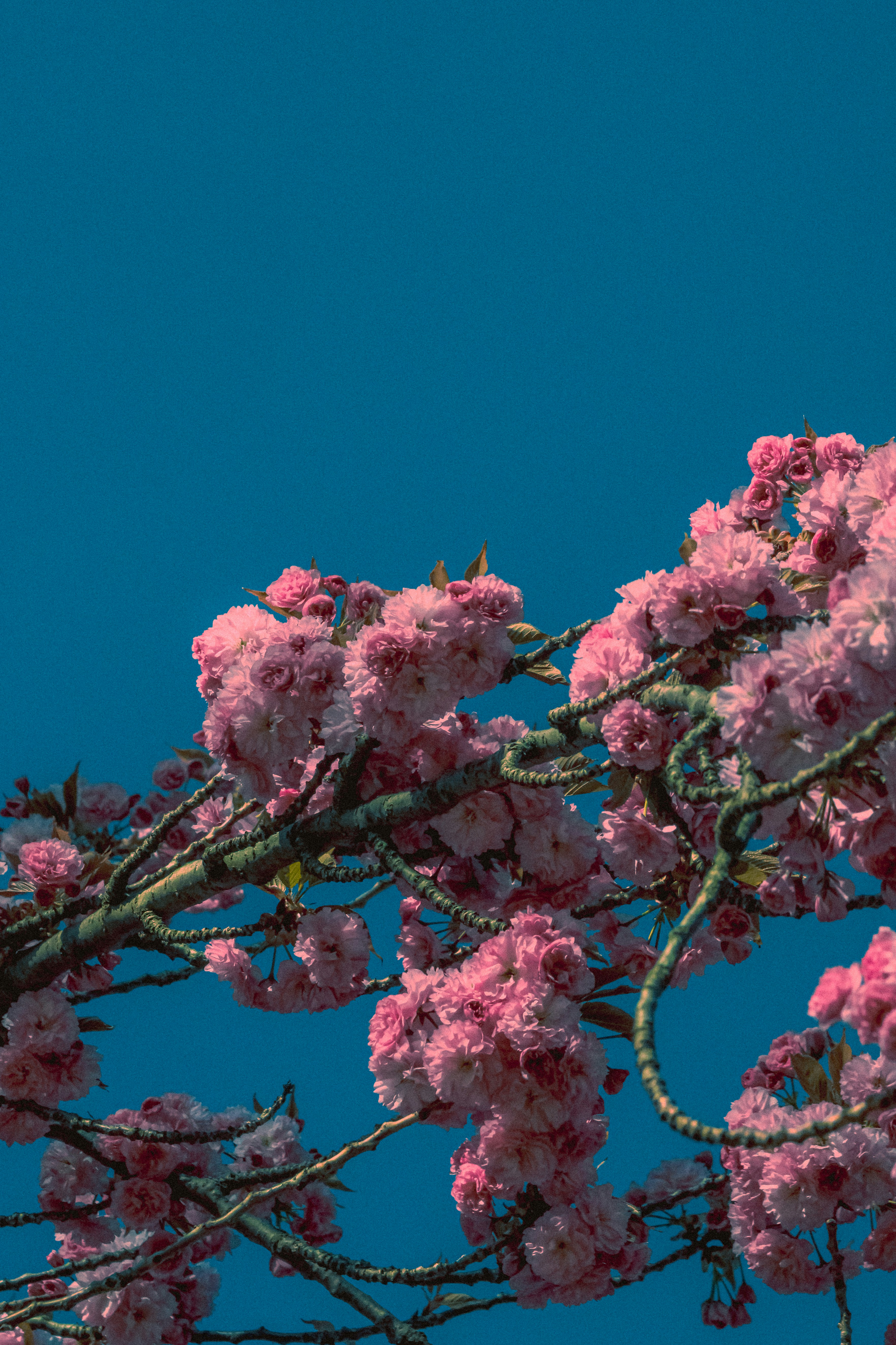 Photo by linusbelanger