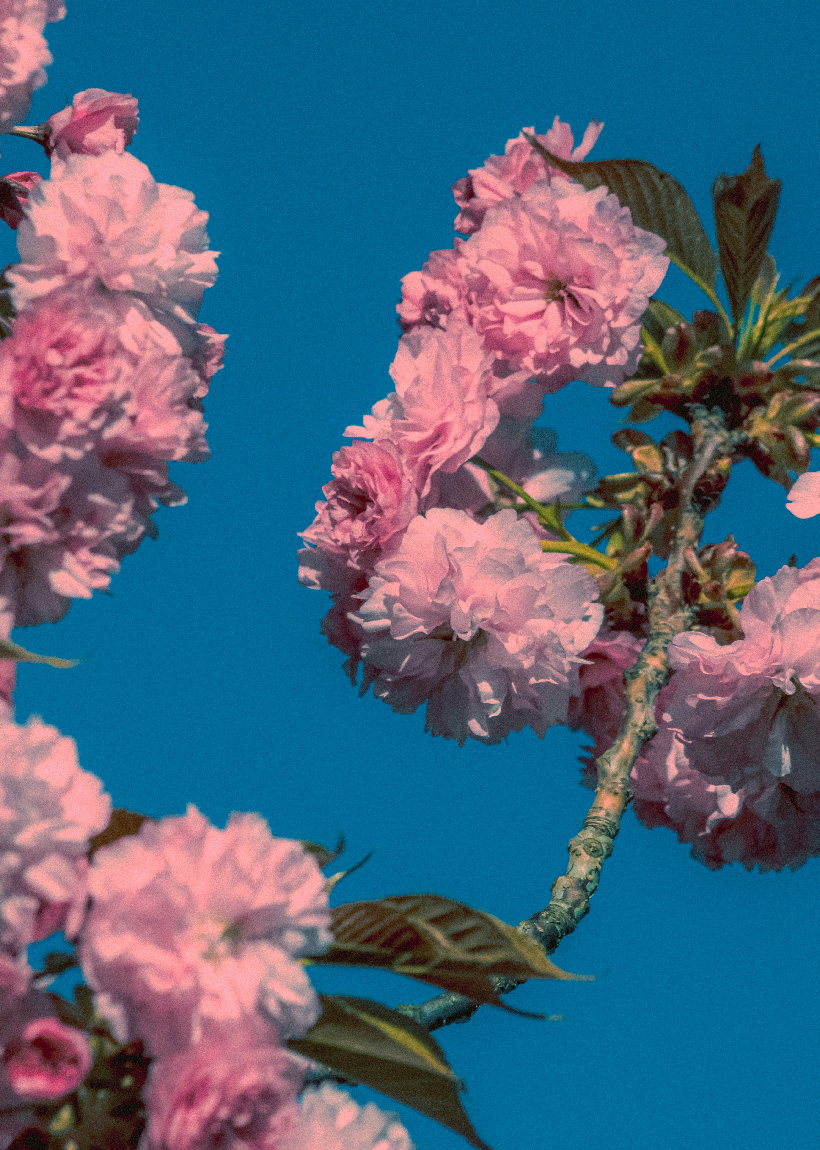 Photo by linusbelanger