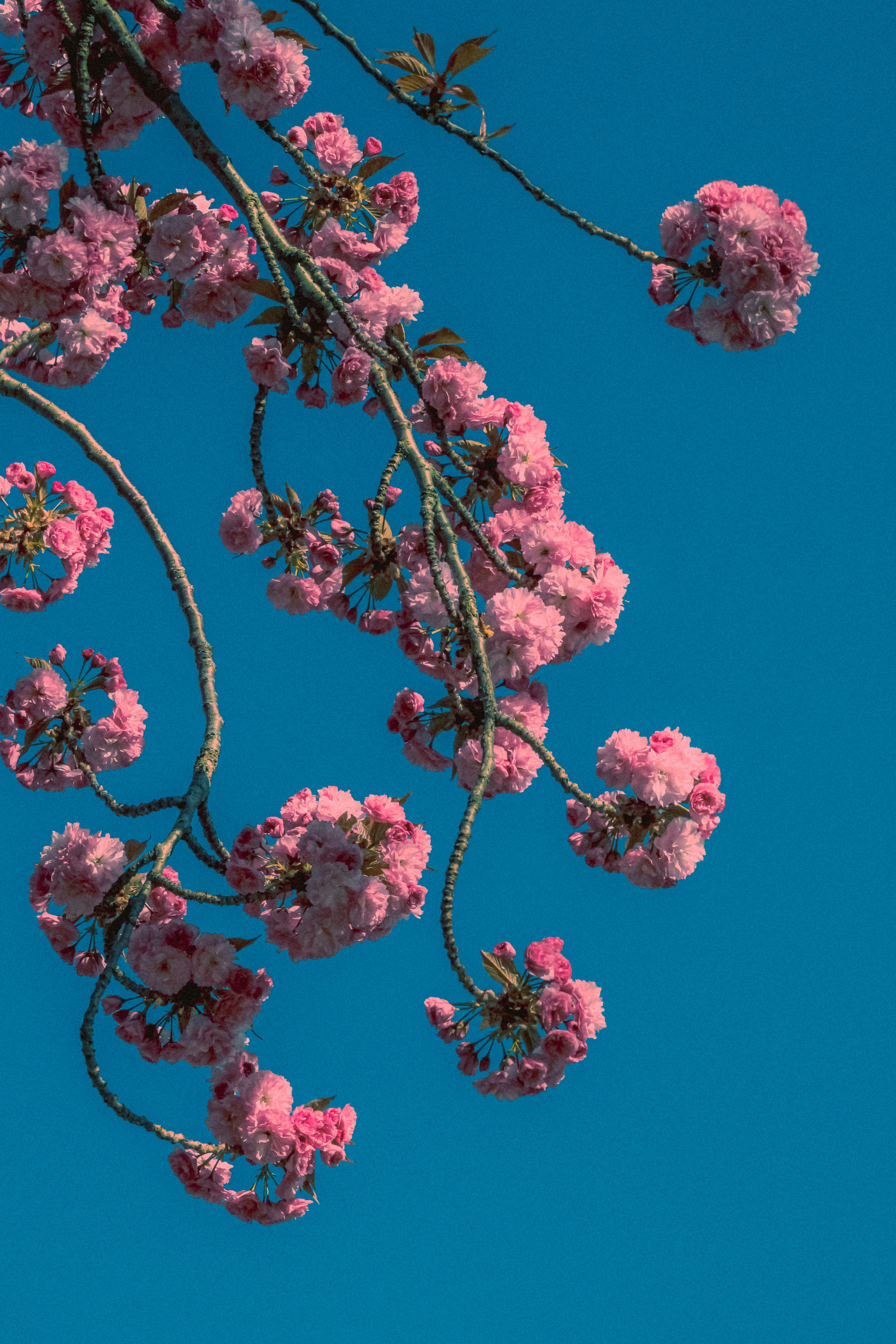 Photo by linusbelanger