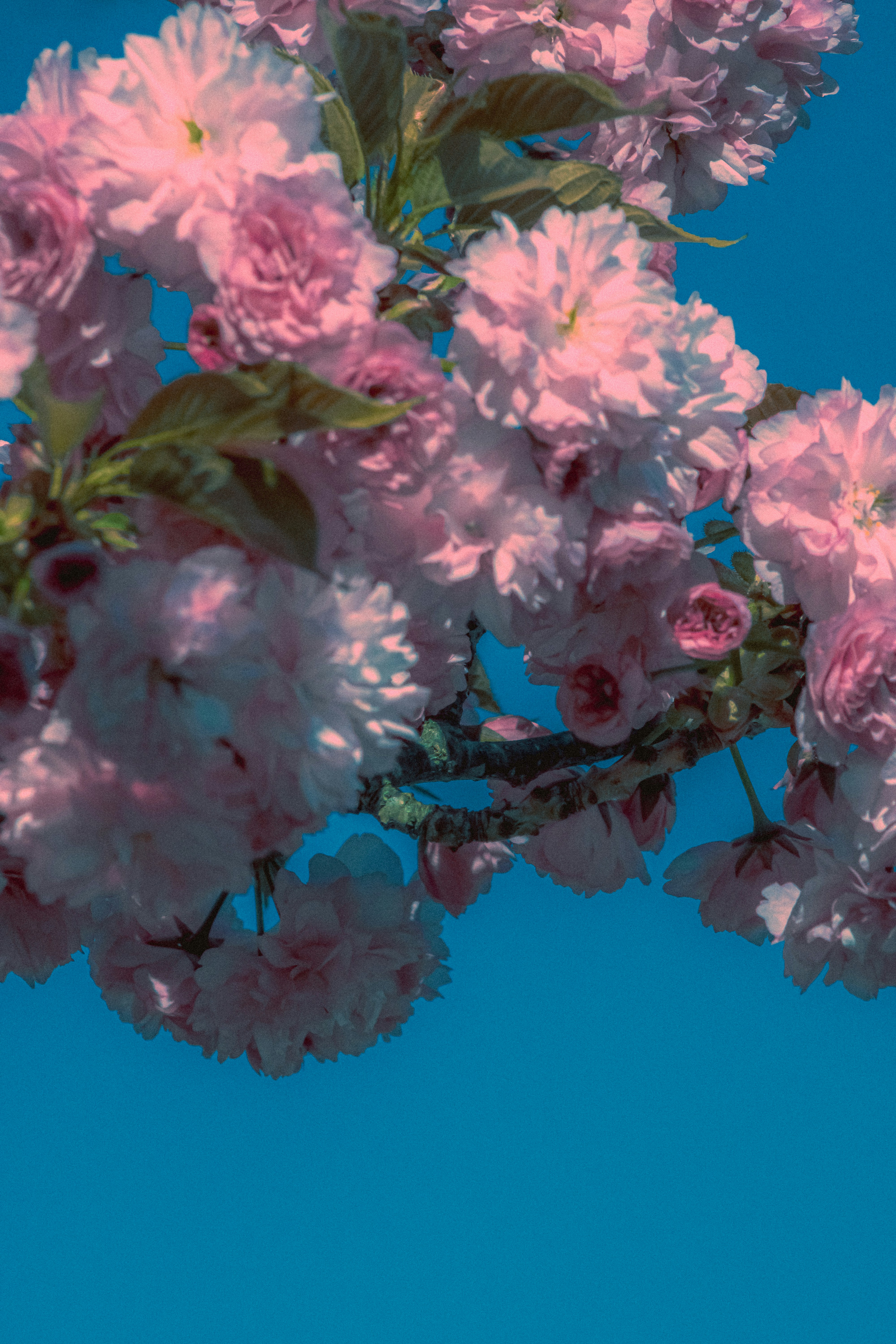 Photo by linusbelanger