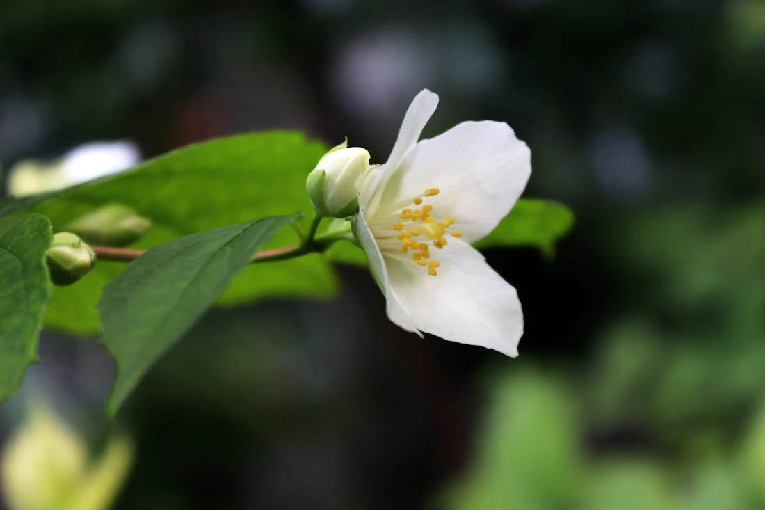 Flor de jasmim branca em close, entre folhas verdes