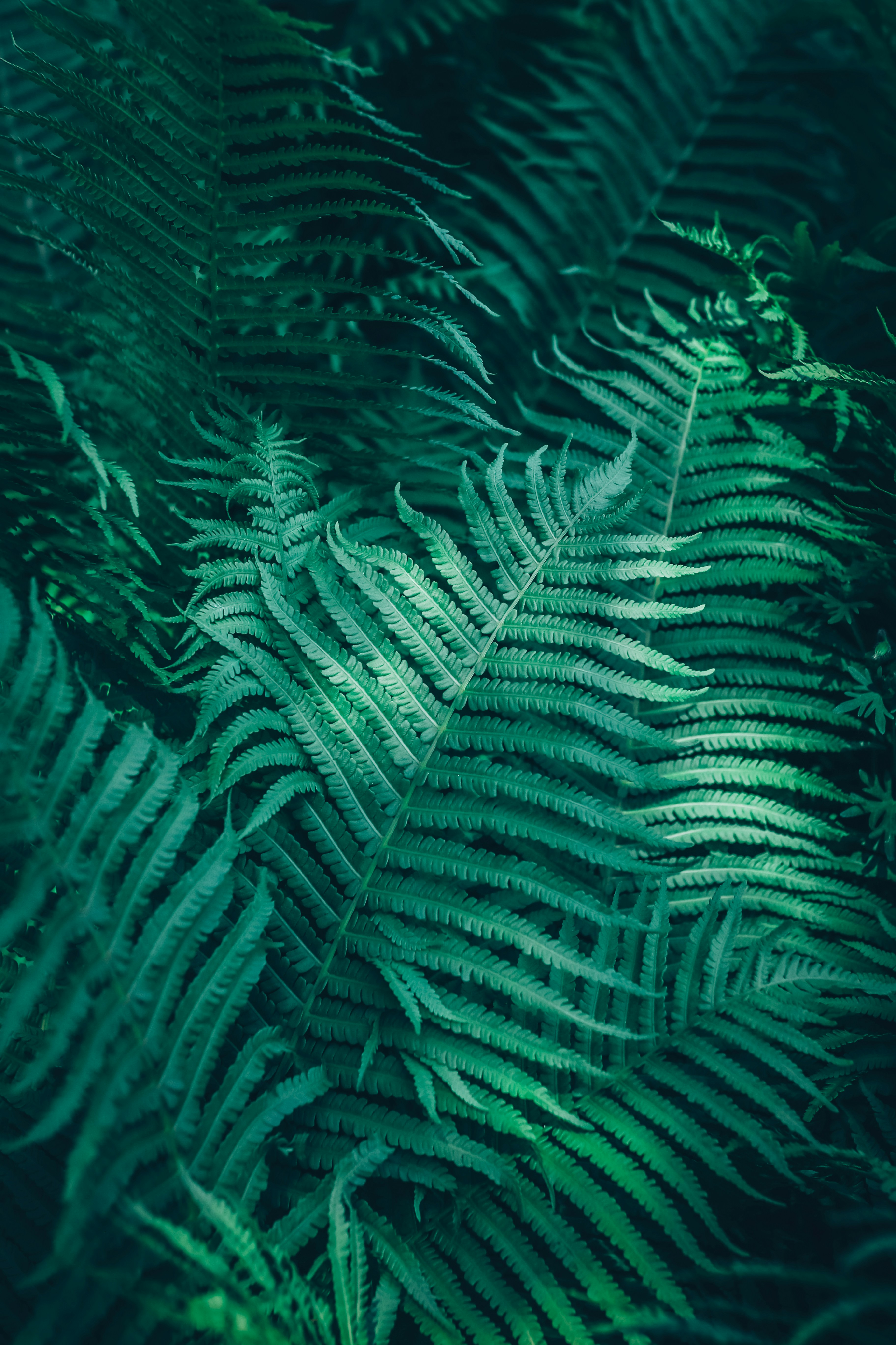 Photo by itsmeroland