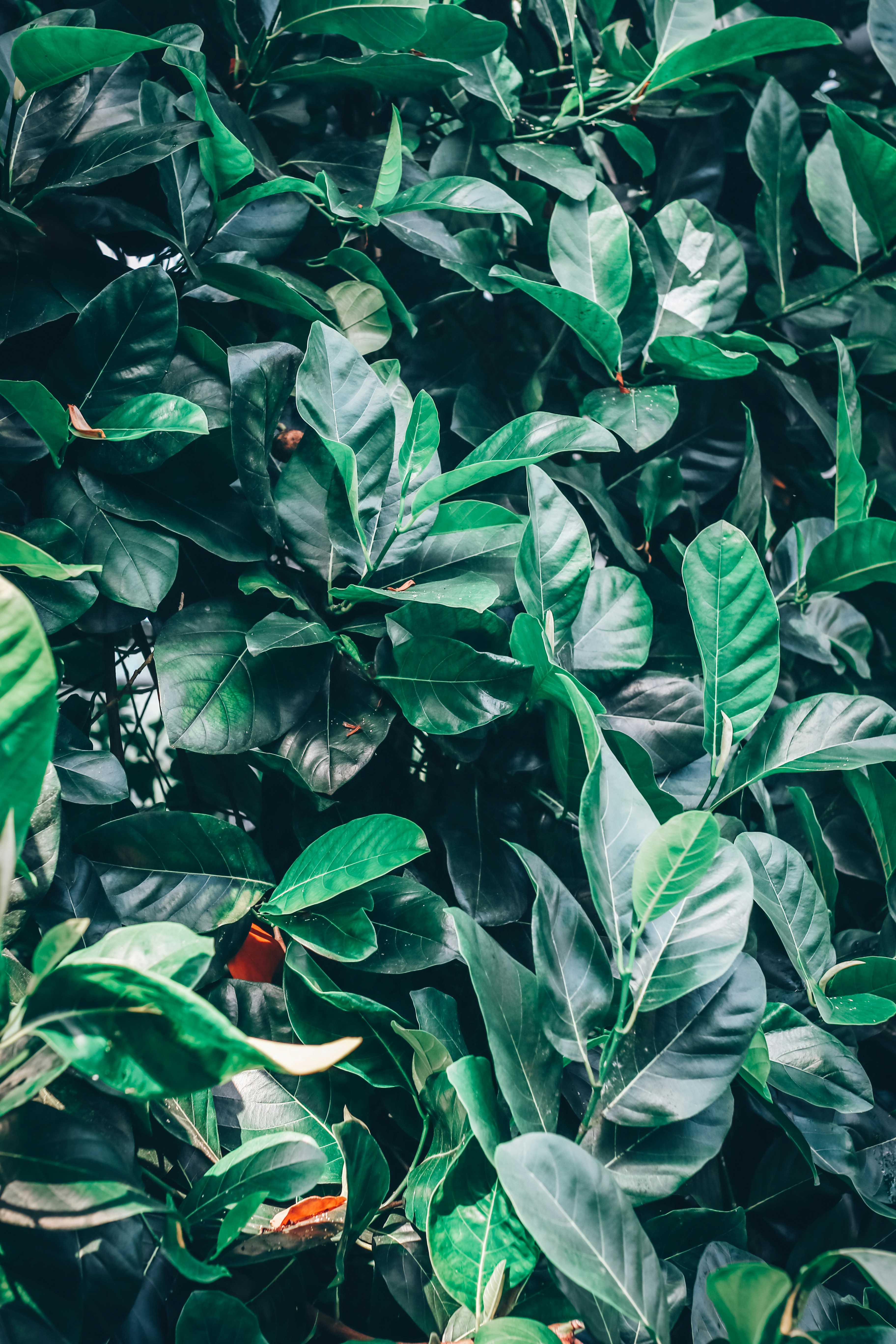 Photo by itsmeroland