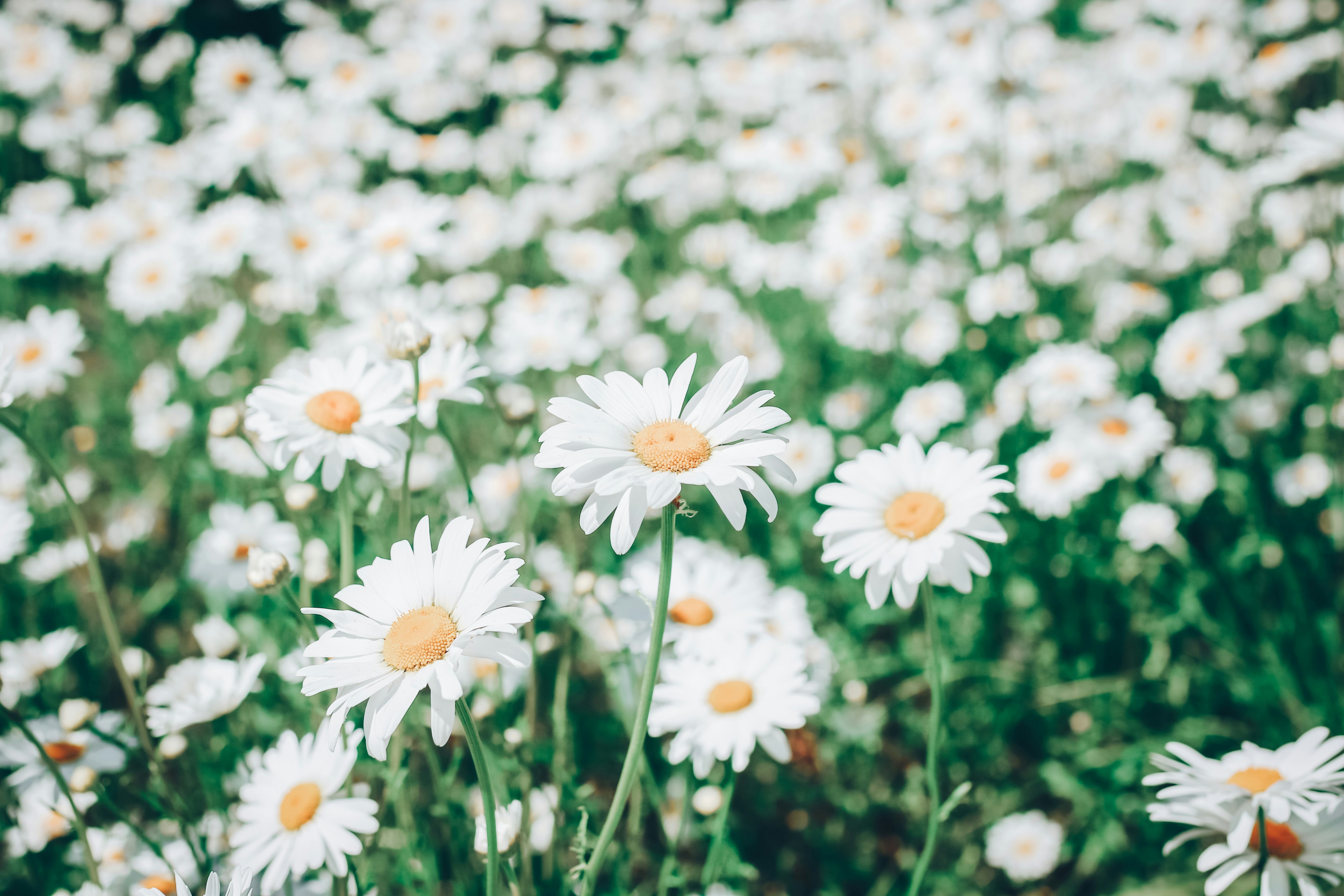 Photo by itsmeroland