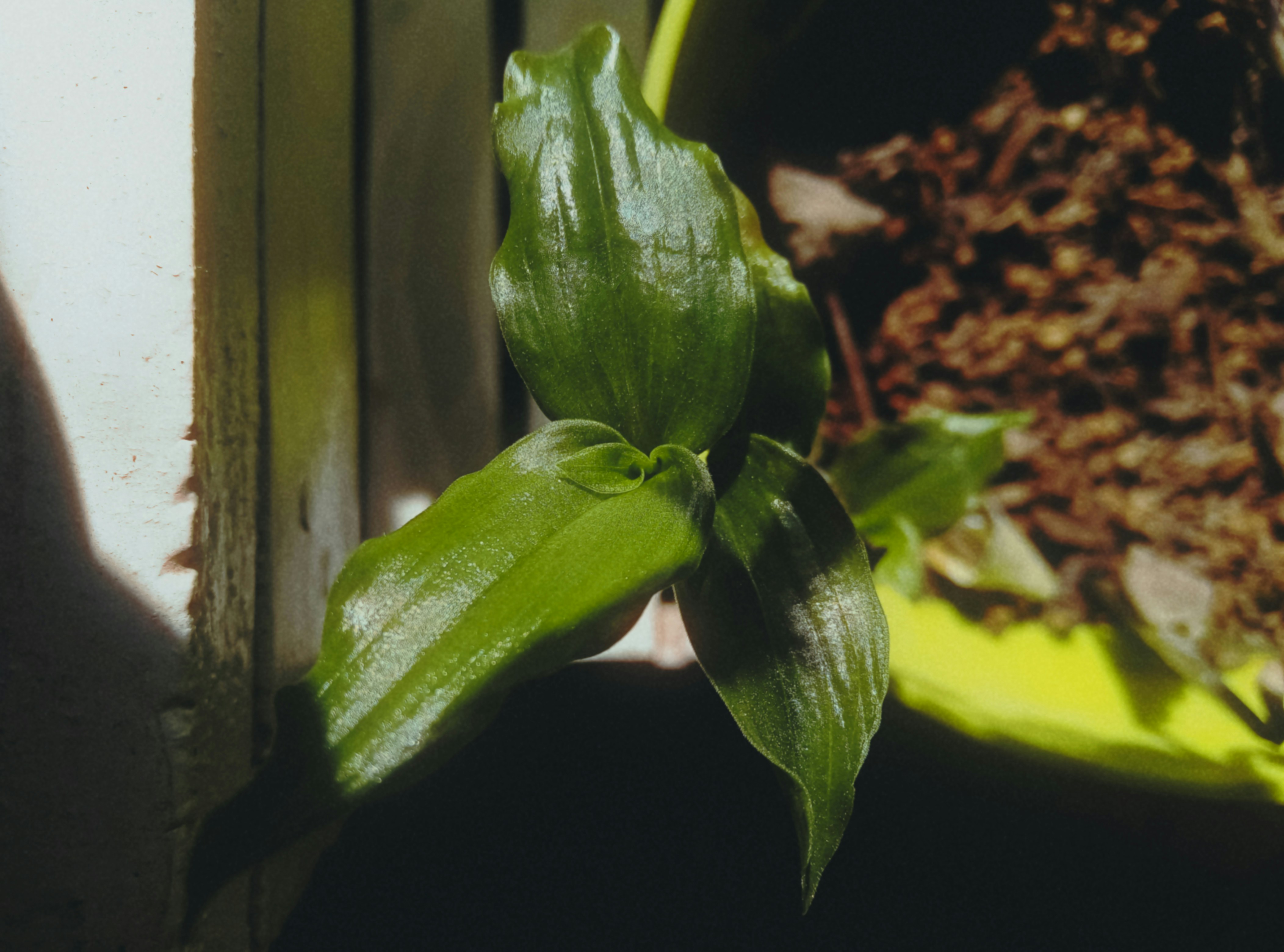 A green plant sprouts.