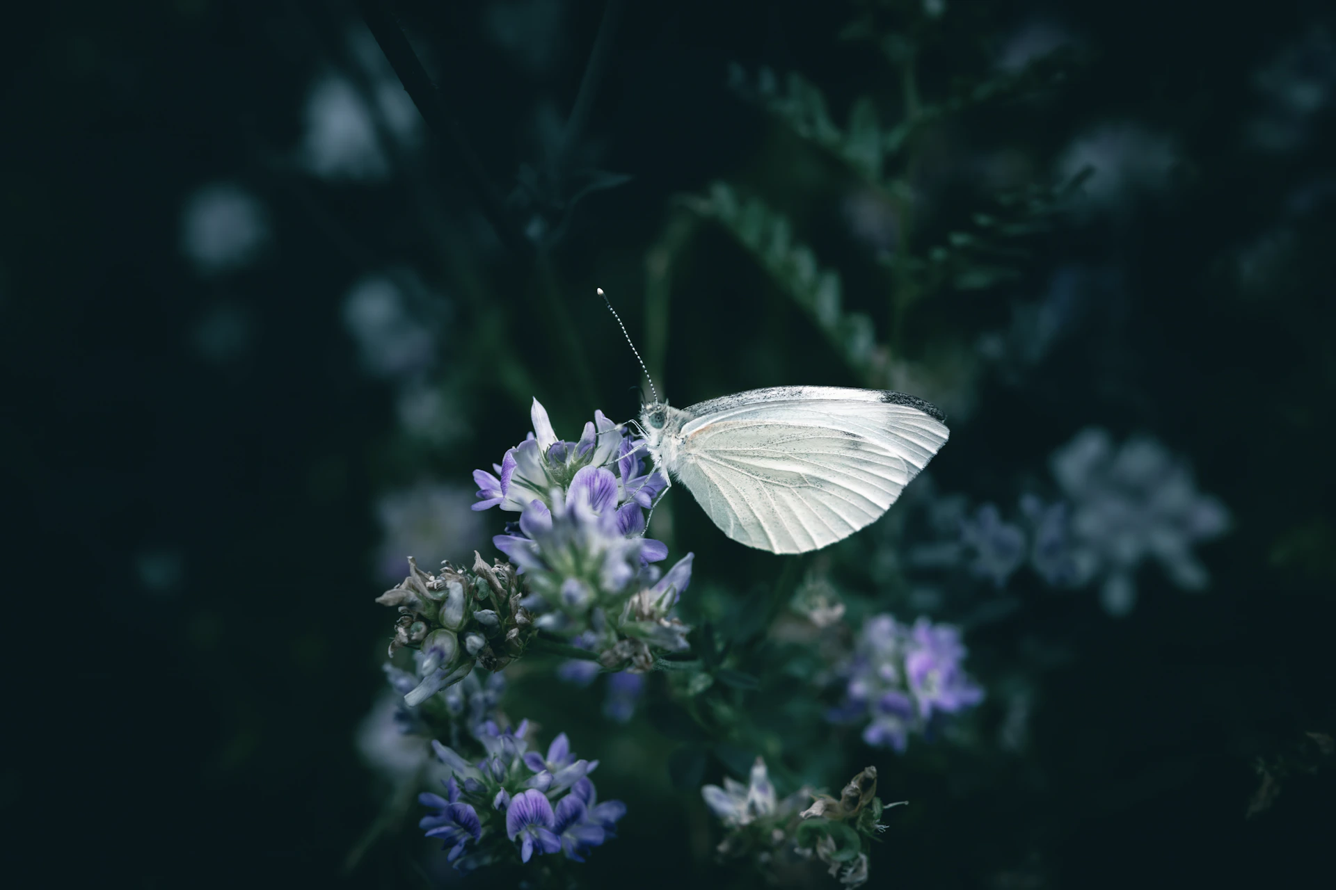 A white butterfly rests on a purple flower.