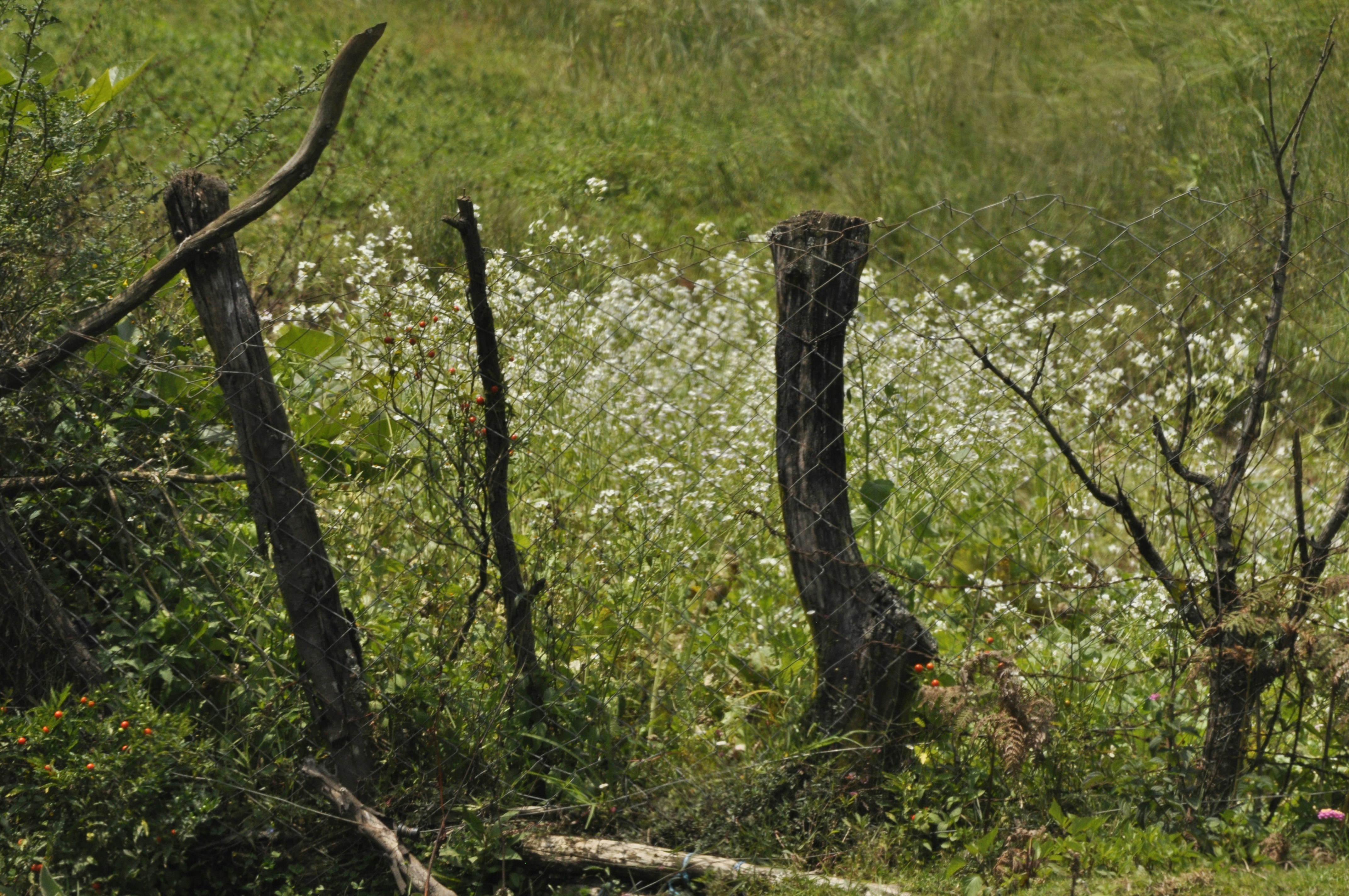 Some dead tree trunks amidst white flowers.