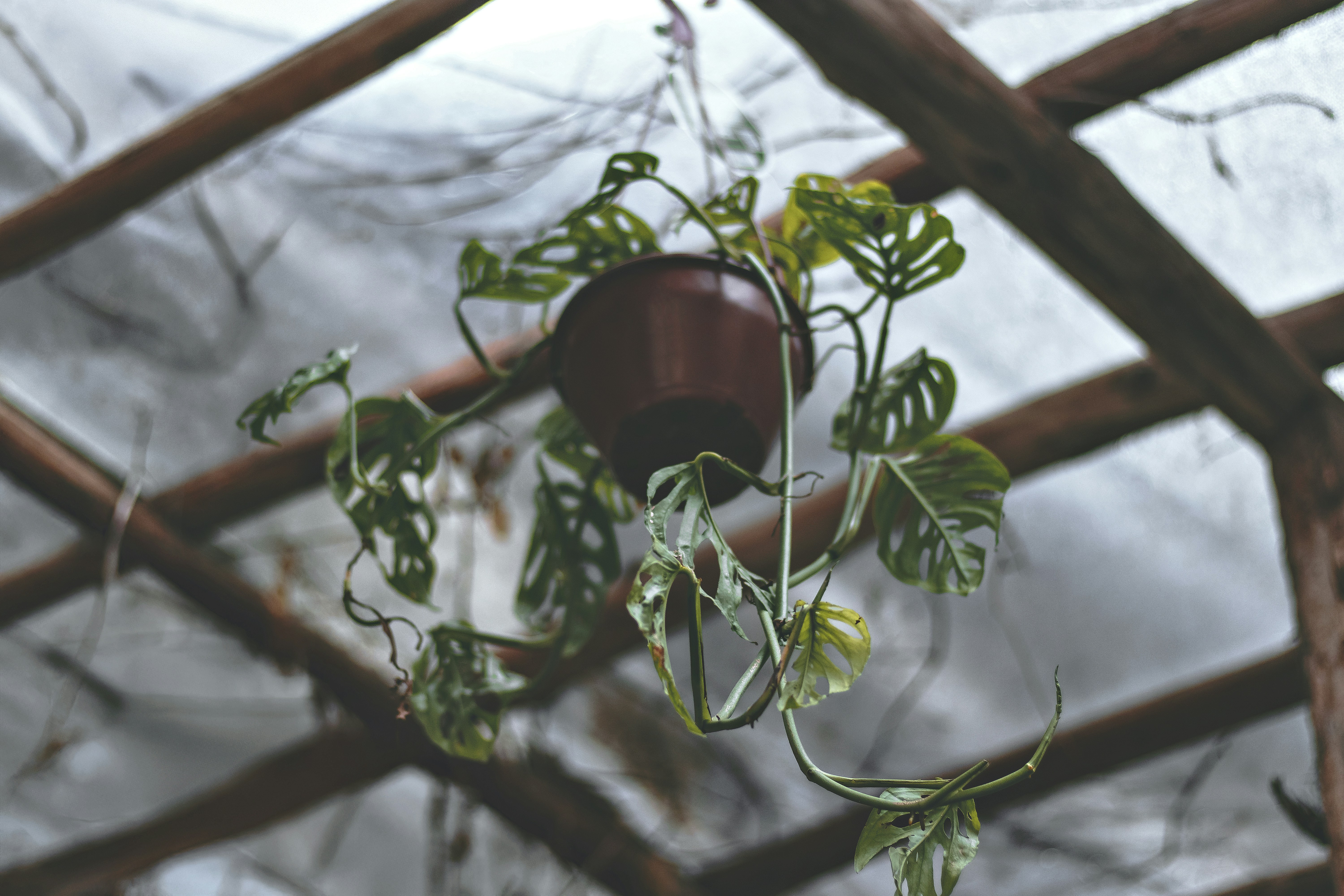 A potted plant hanging from a wooden frame.