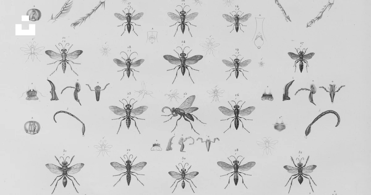 Circle Insect Arrangement of insects and anatomical details on white background photo ...