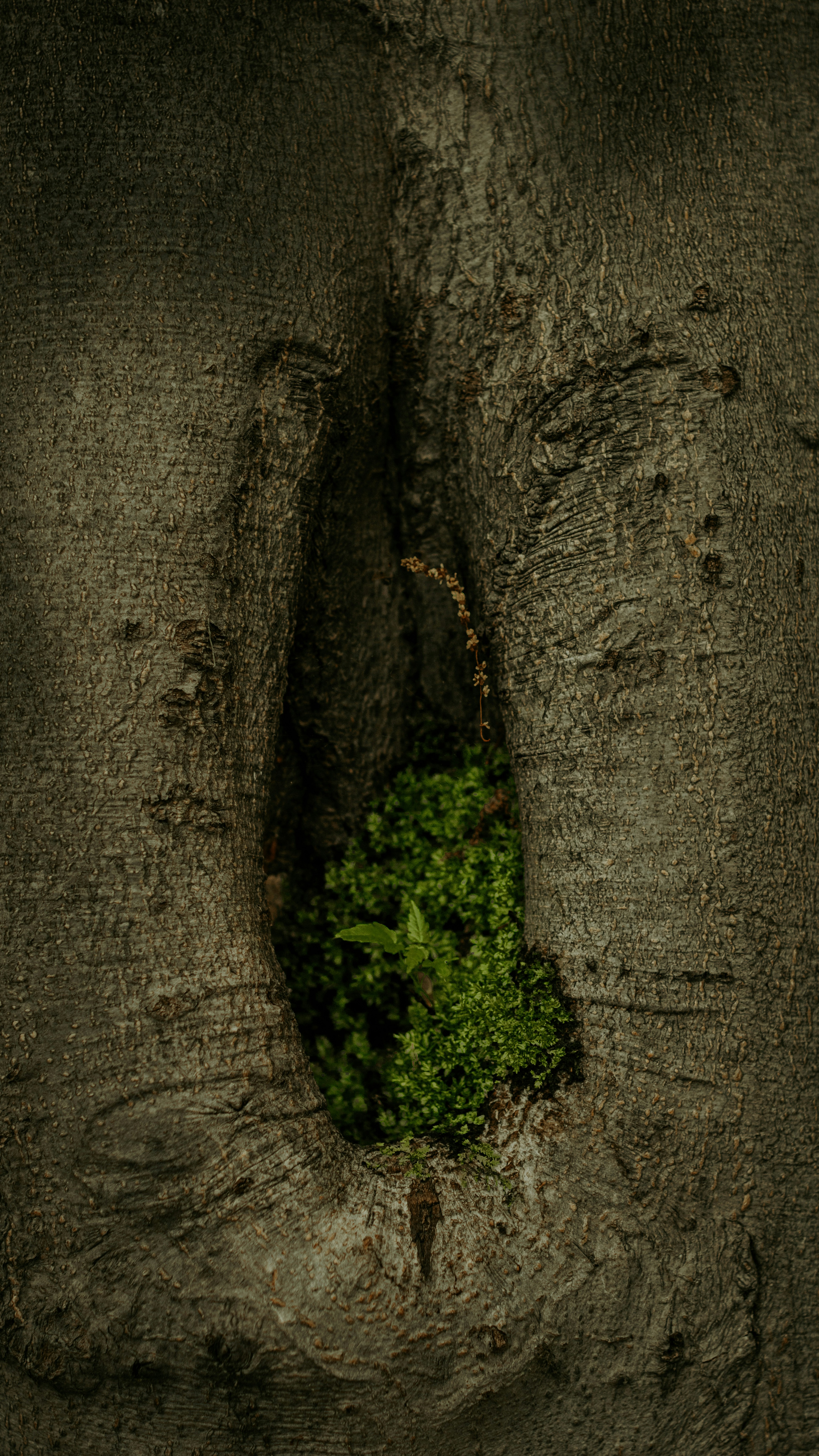Grüne Pflanze, die in der Höhle eines Baumes wächst.