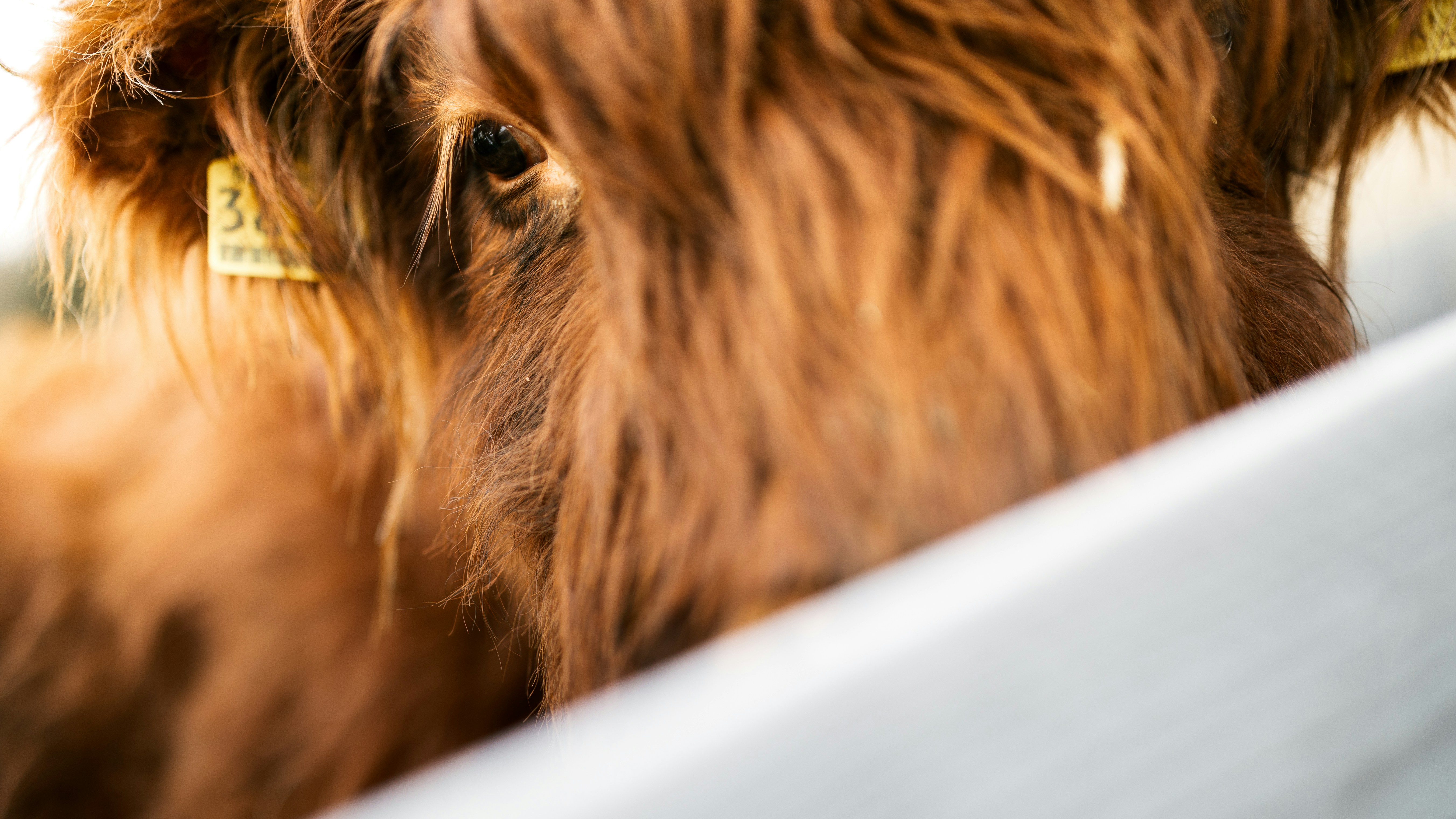highland cattle care