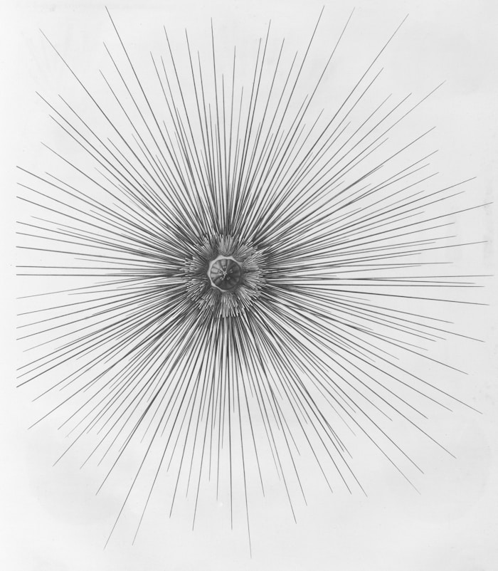 Safe Haven Mold Testing logo