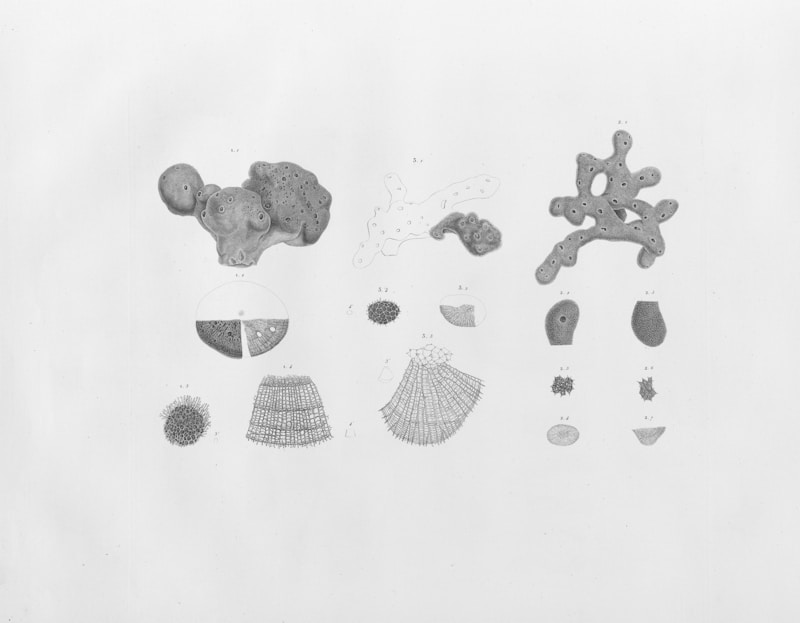 Illustration éponges