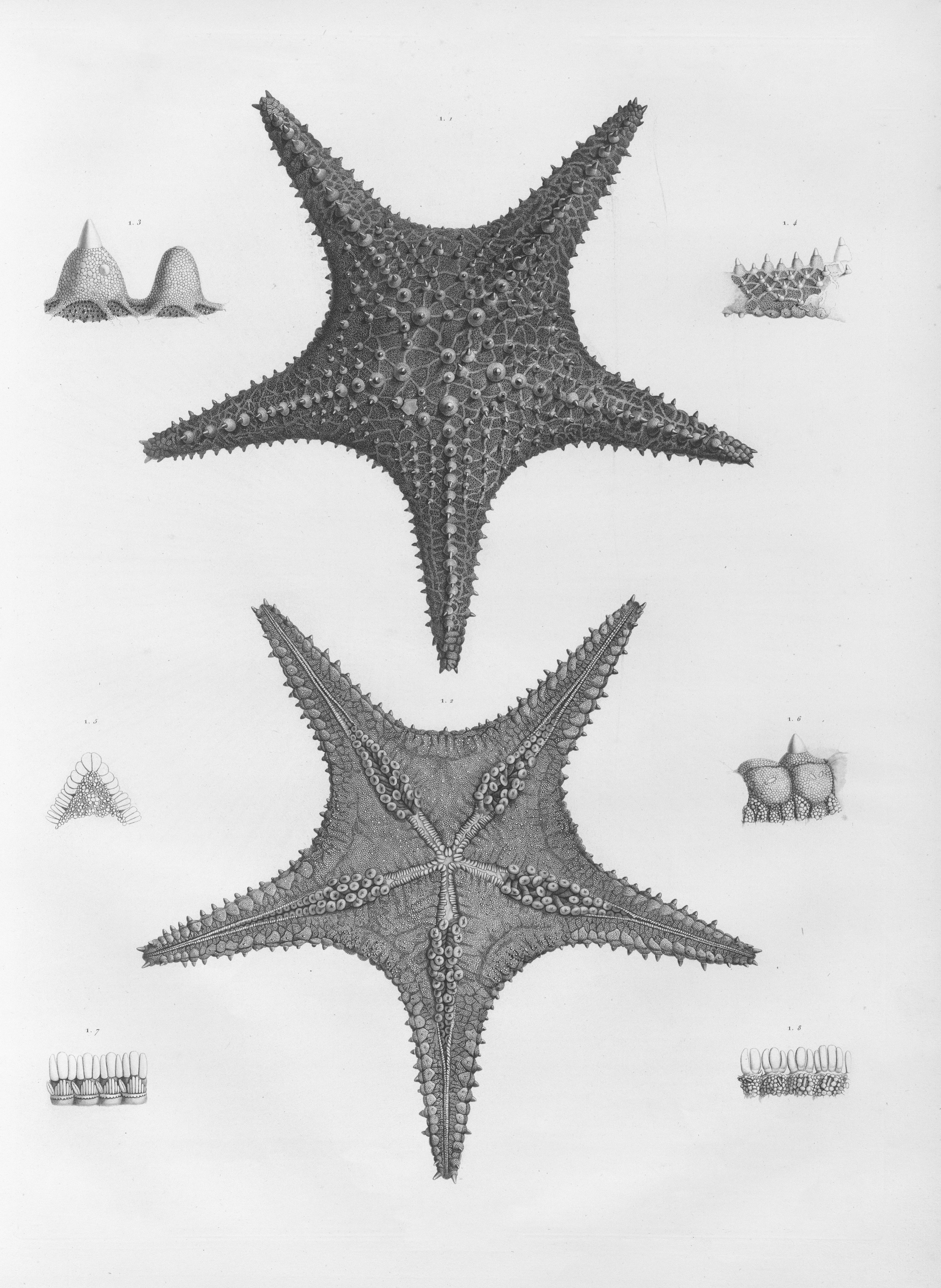 Two starfish, top and bottom views, with details.