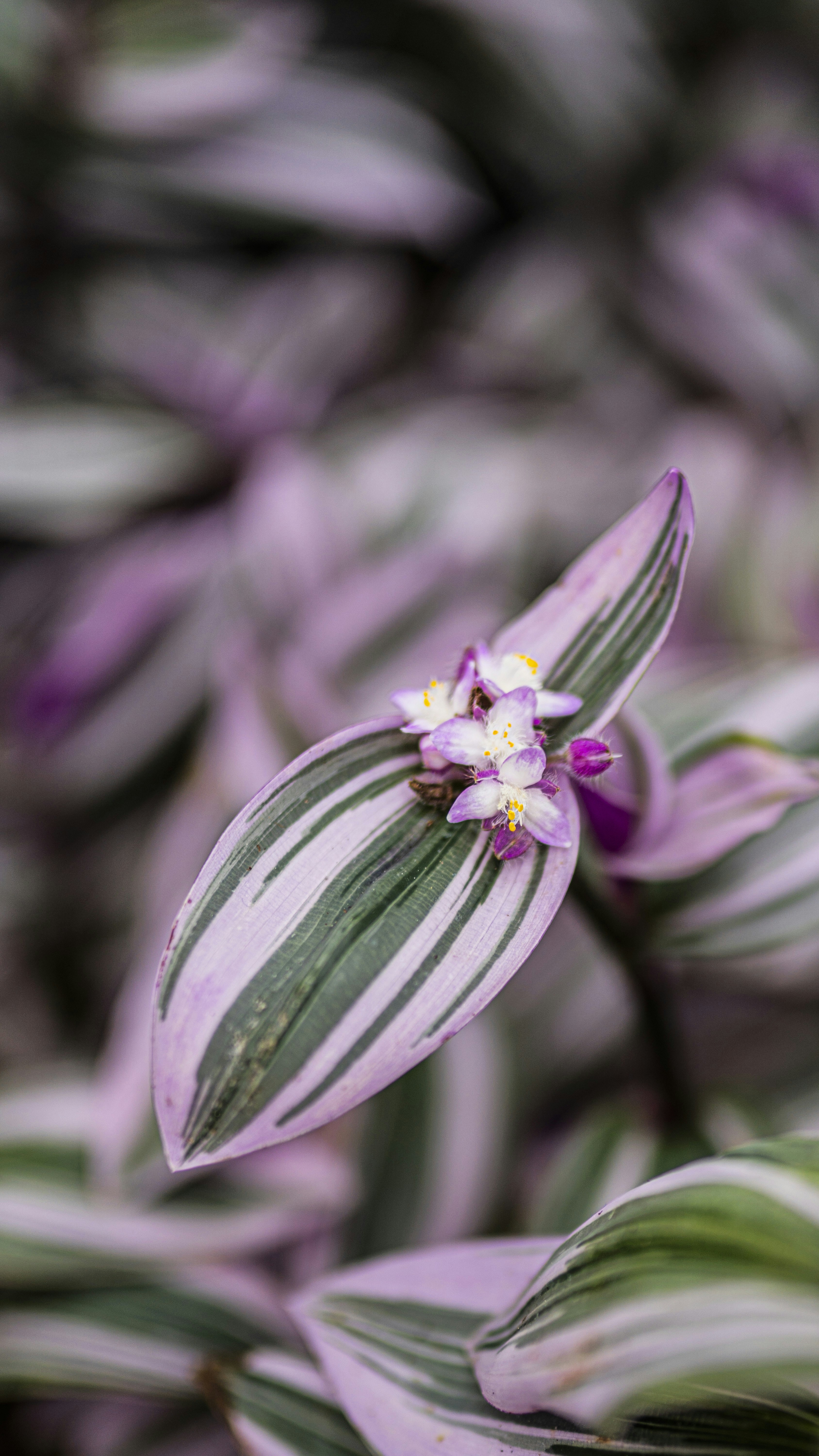 A close-up of a colorful plant.