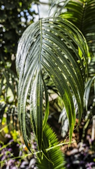 A close-up of a green leaf.