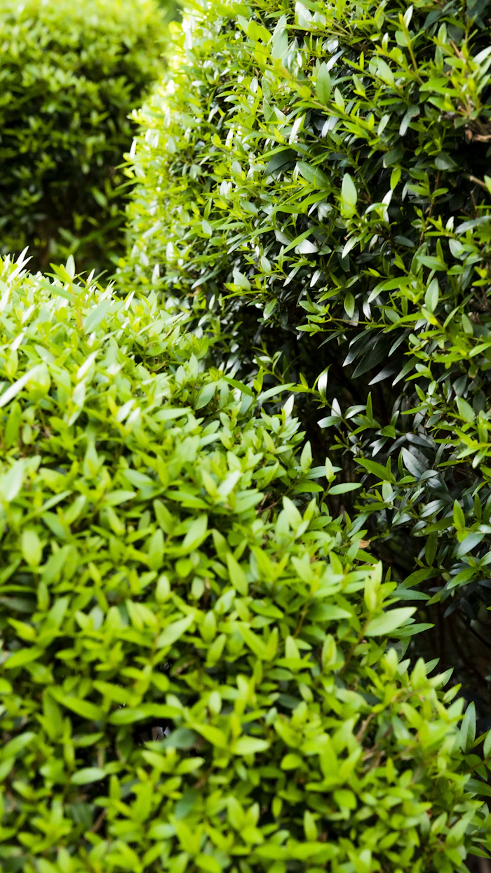 Neatly trimmed hedges with clean geometric lines