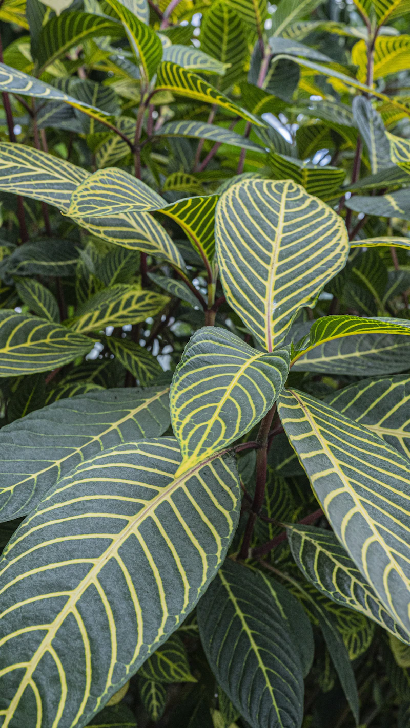 Interveinal Chlorosis — Iron or Magnesium Deficiency