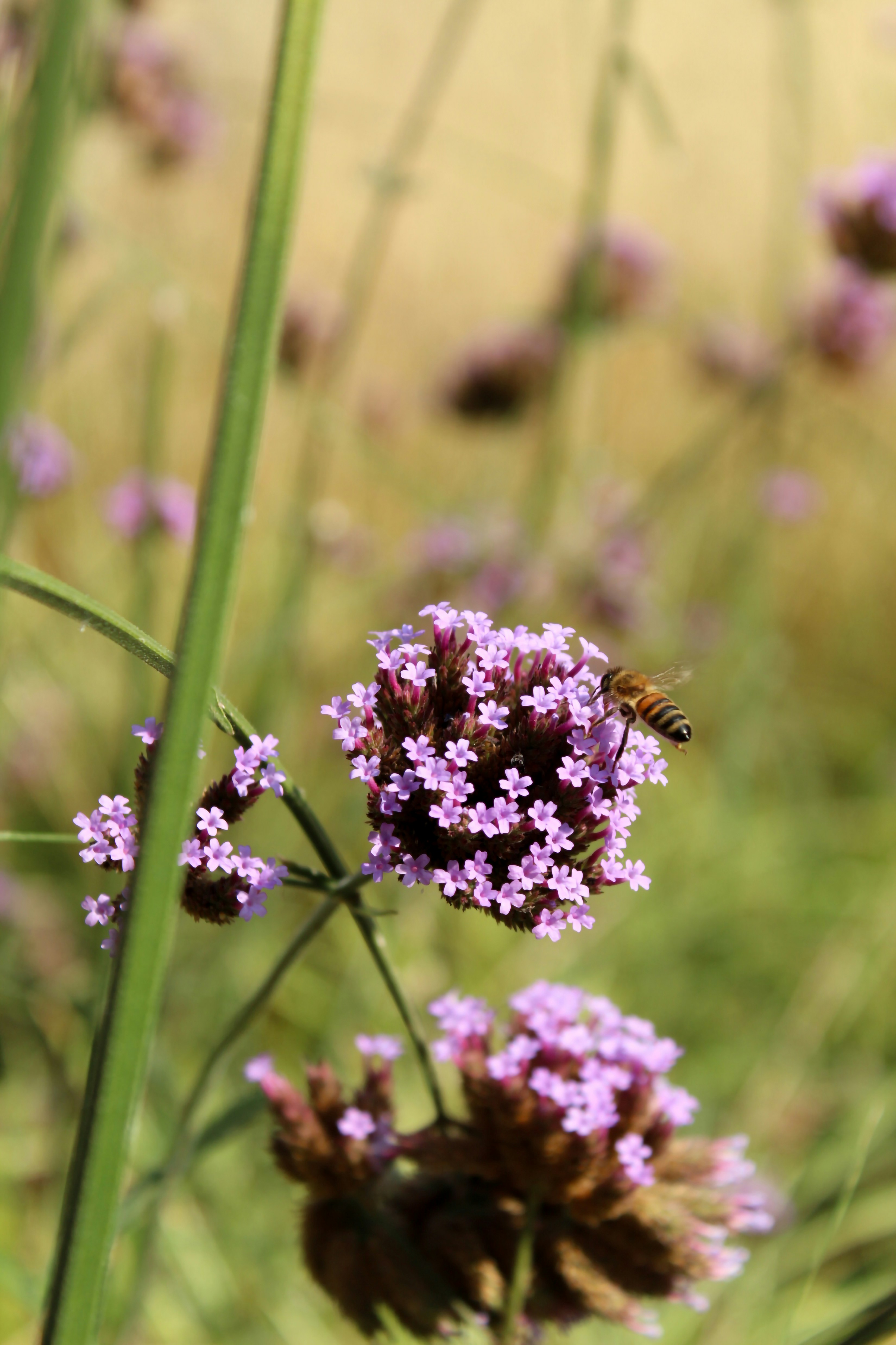 Photo by helenmichielin