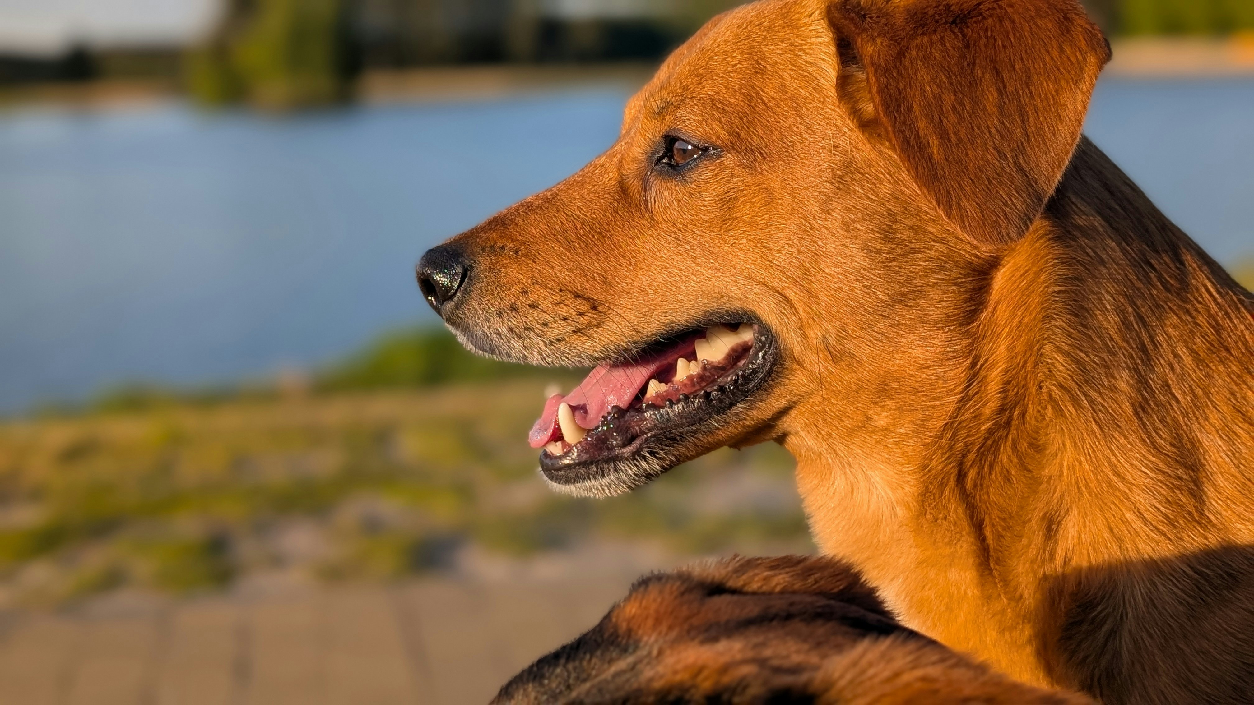New Study Highlights Biological Similarities Between Dogs and Humans