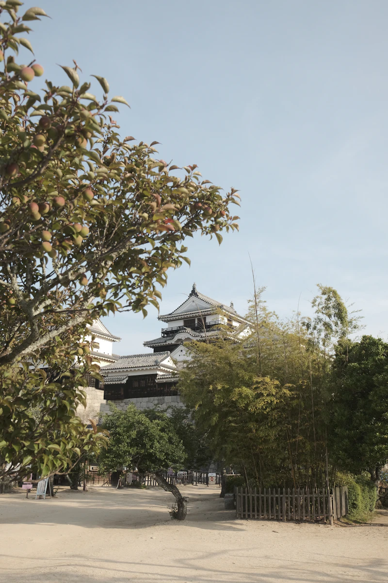 Matsuyama Castle keep seen through trees on Mount Katsuyama