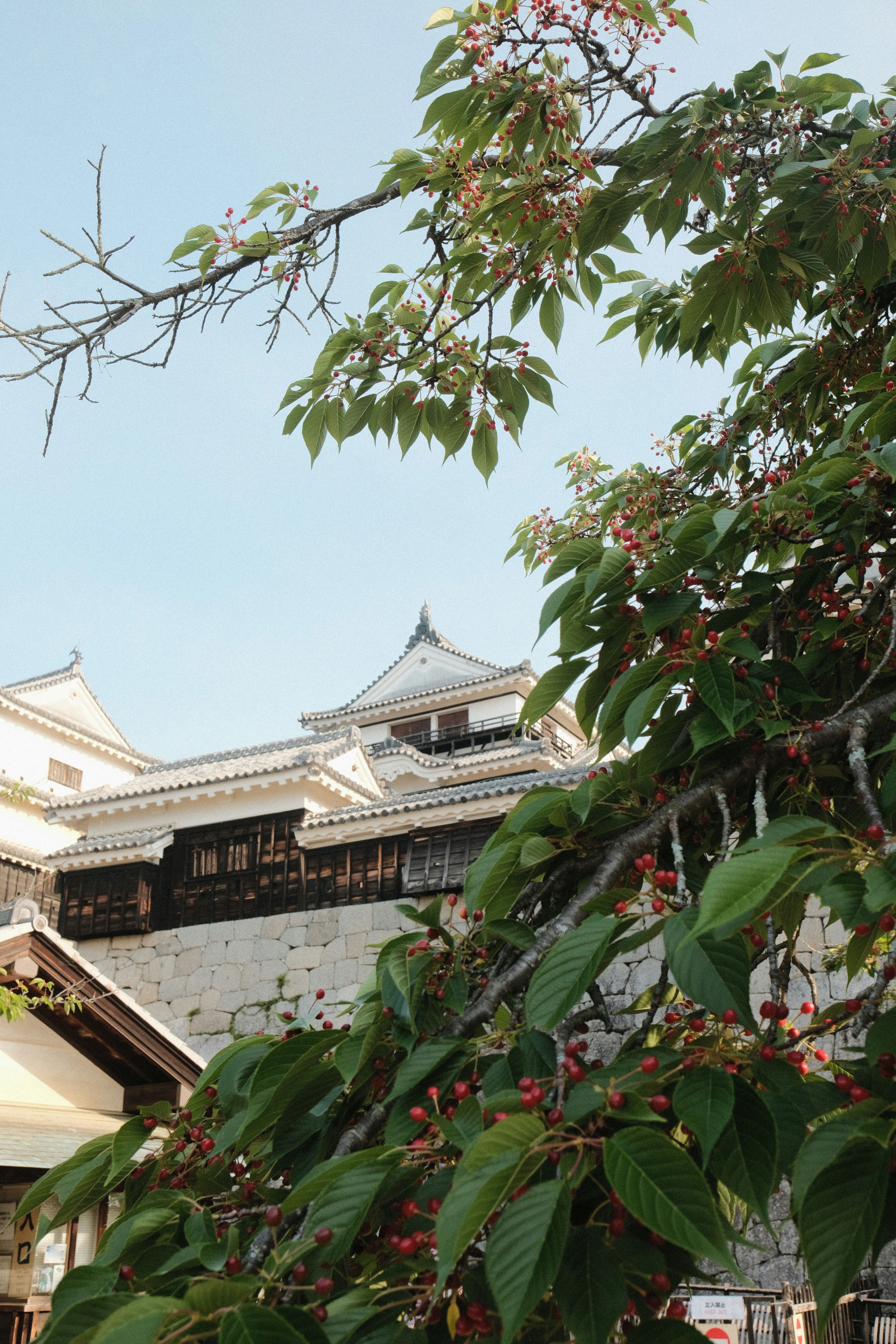 Eine japanische Burg wird von Ästen und Blättern umrahmt.