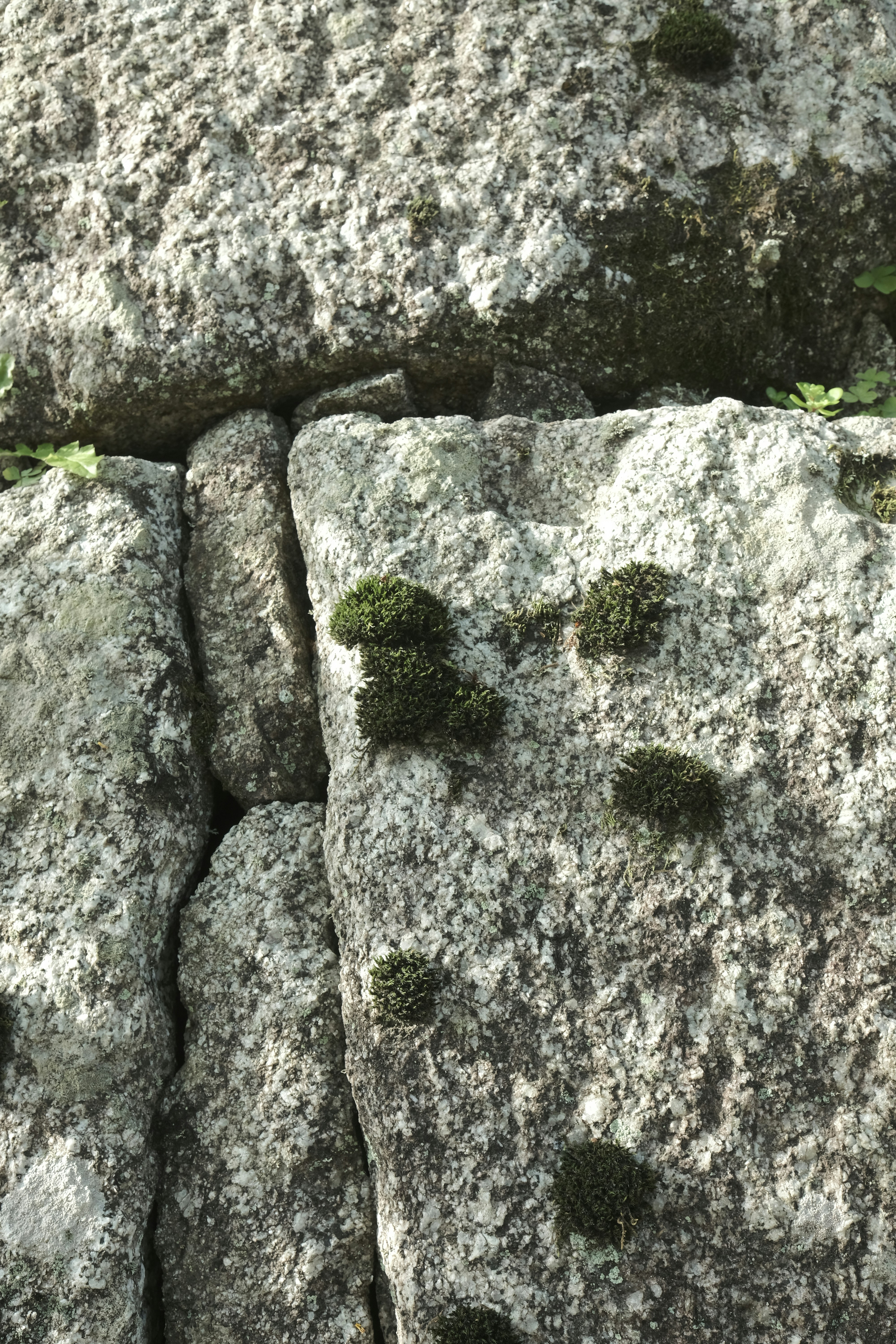 Moss grows on weathered stones.
