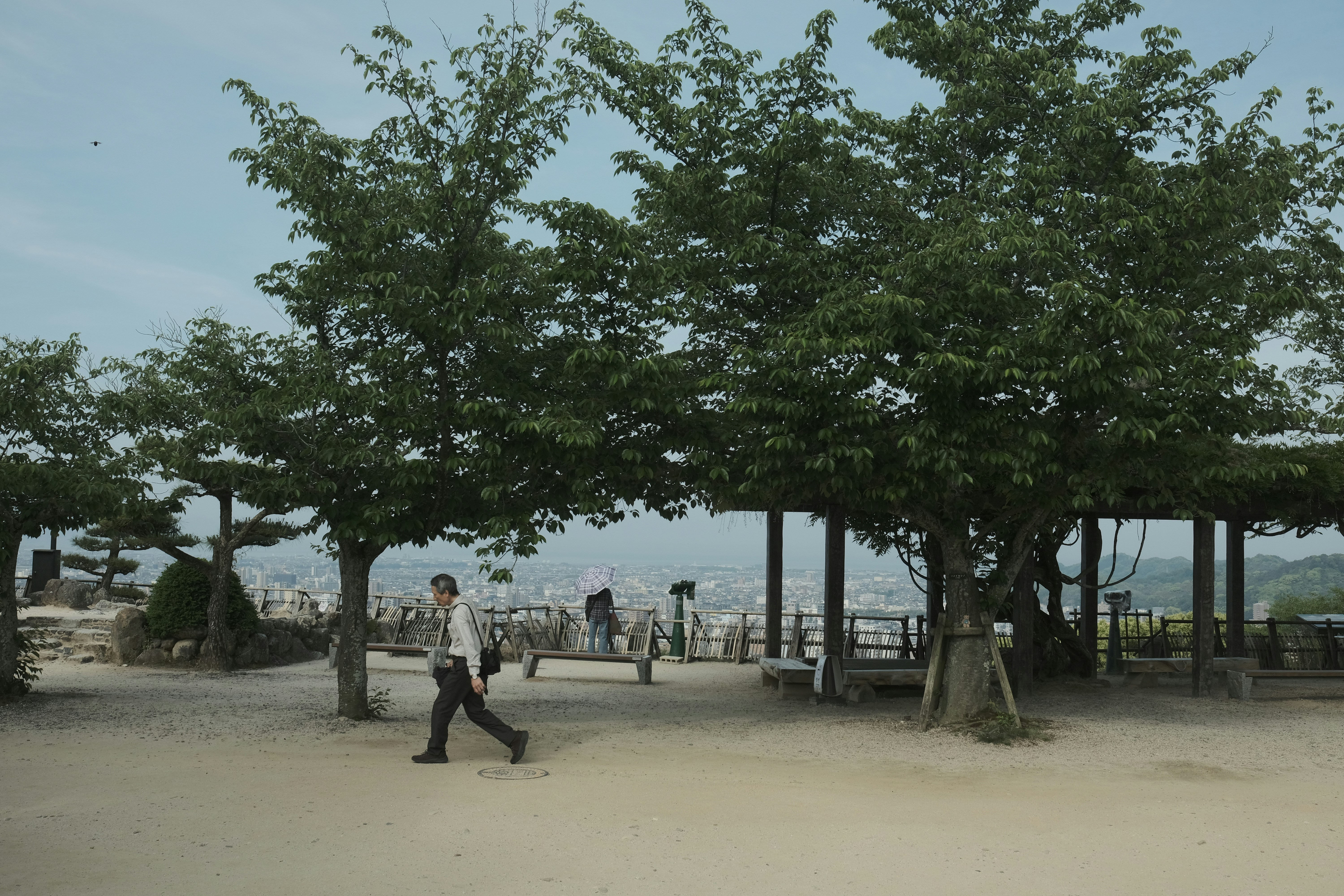 A person walks under trees in a park.
