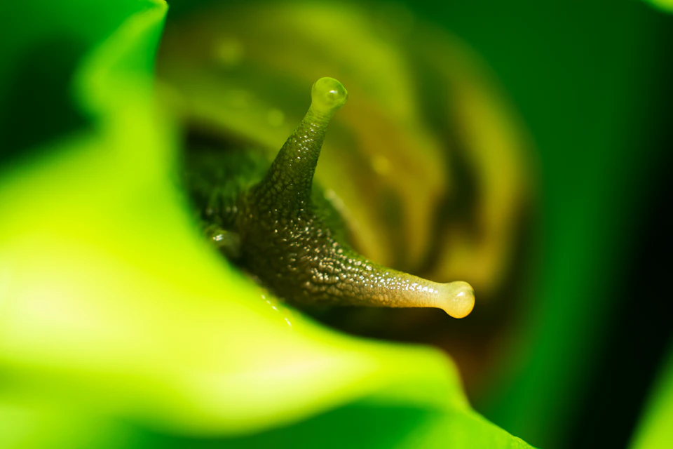 The image shows a close-up view of a snail resting on a green leaf. The snail has a brown shell and its body is covered with a layer of green algae, giving it a vibrant appearance against the leaf's color. The background is blurred, drawing attention to the snail in focus.