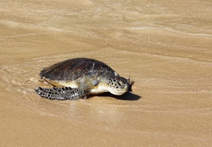 A sea turtle crawls along the sandy beach.