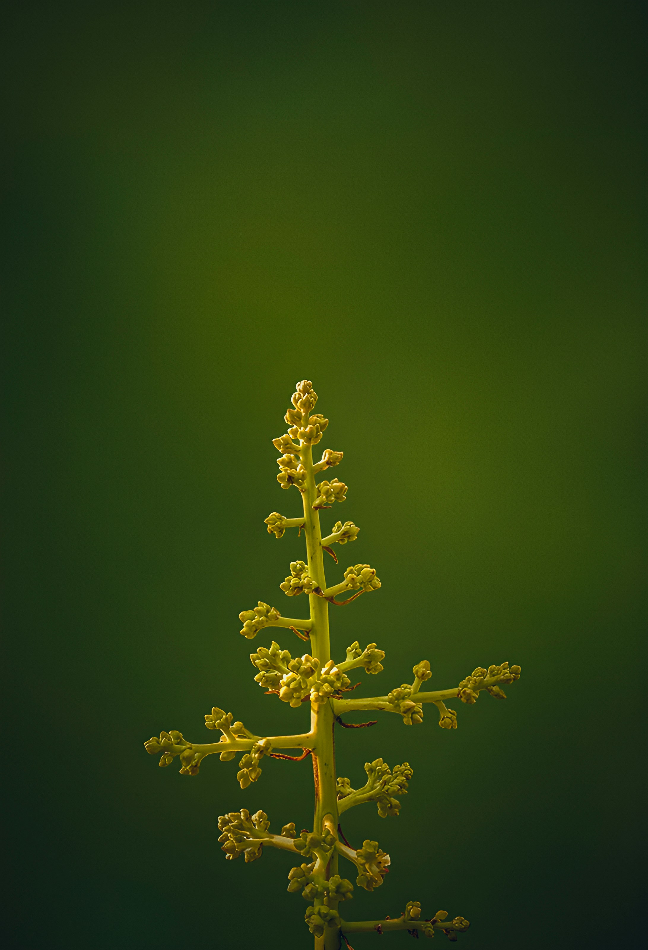 A green plant branch is shown against a green backdrop.