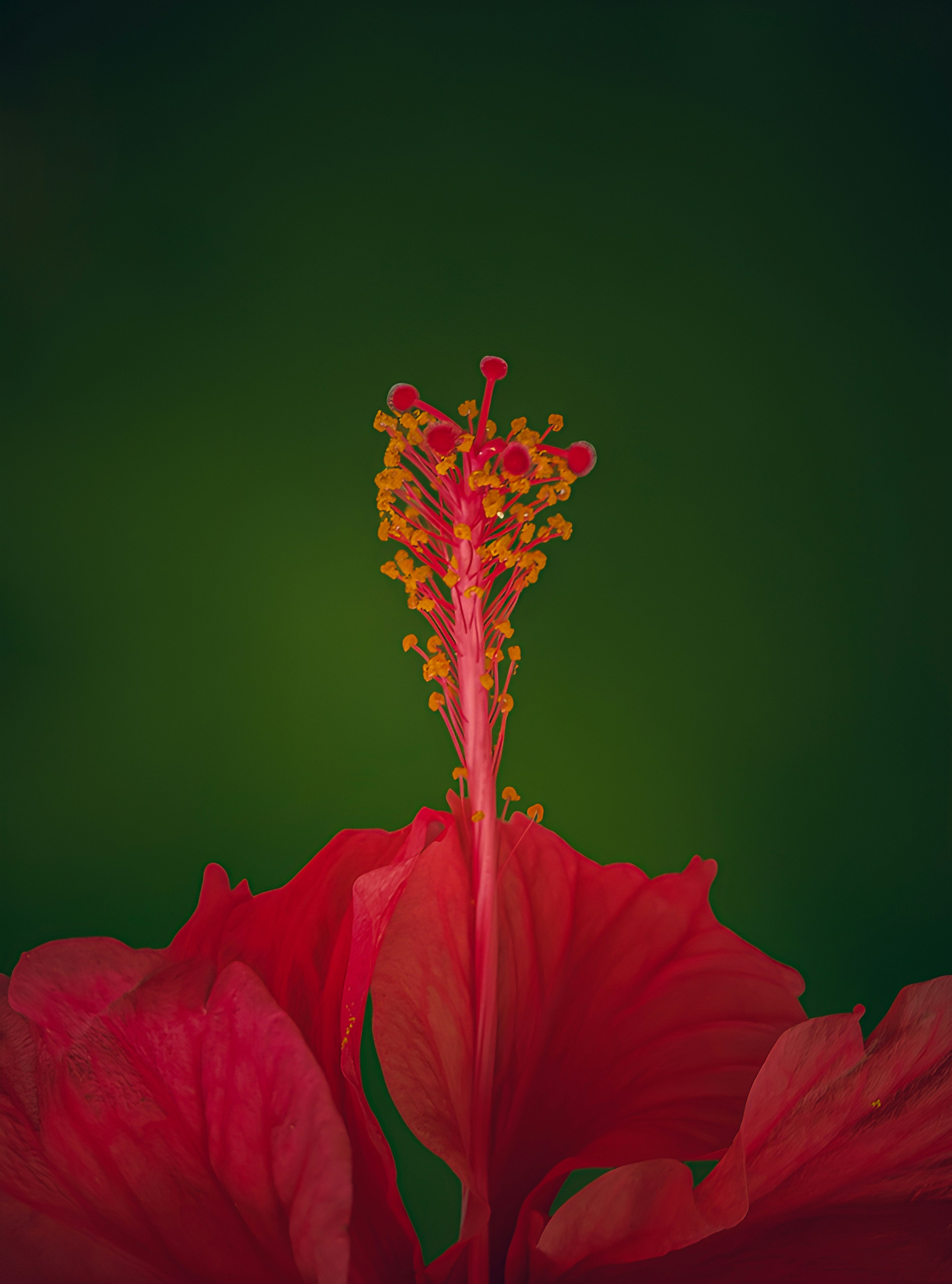 A red hibiscus flower displays its details.