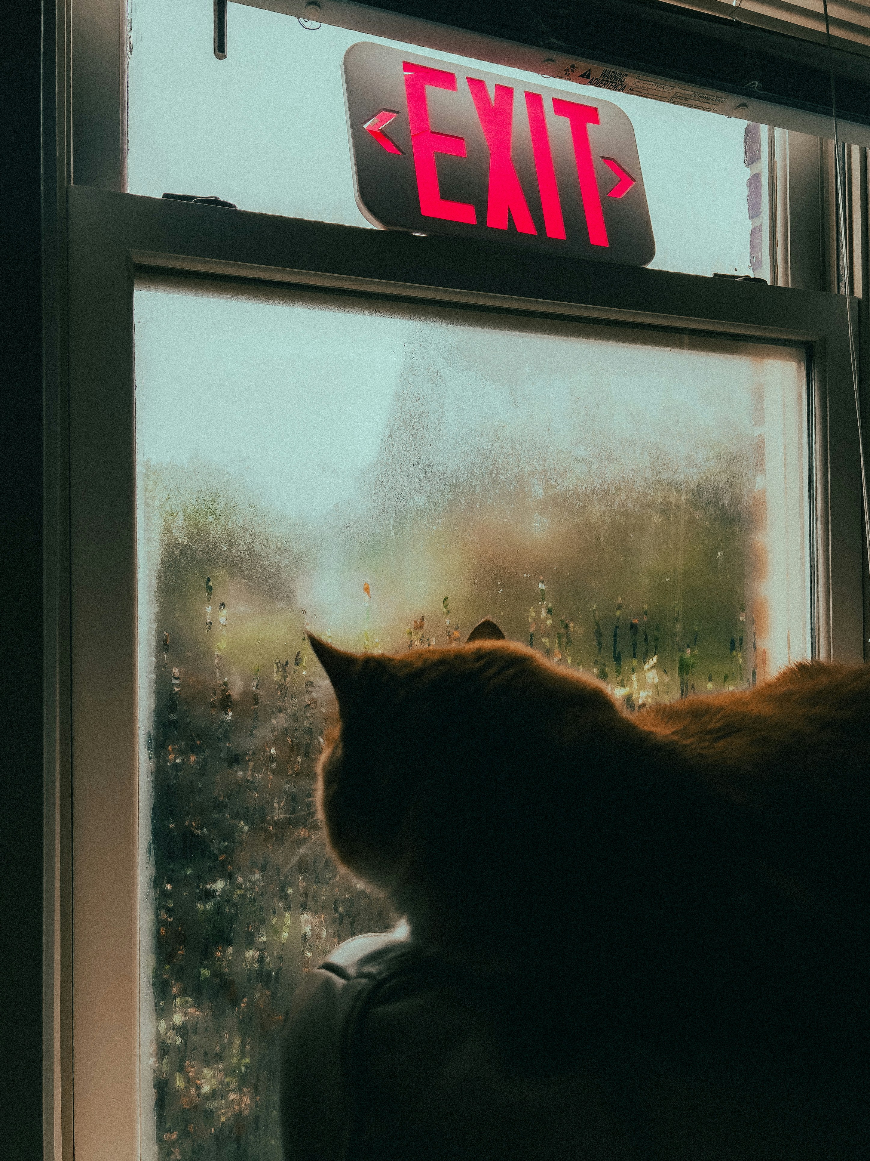 Un gato mira por la ventana debajo de un letrero de salida.