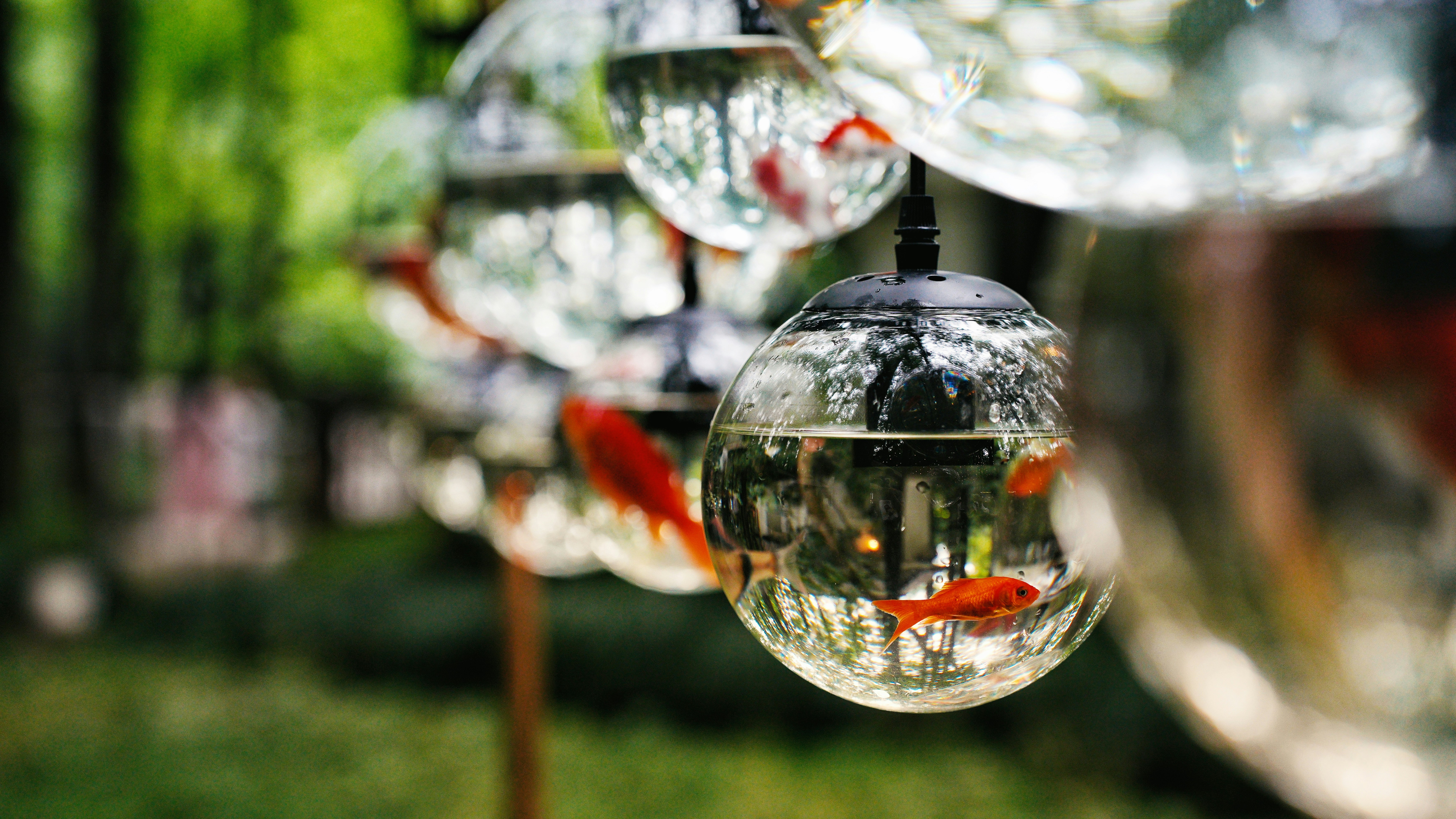 Crystal clear aquarium water with healthy fish and plants