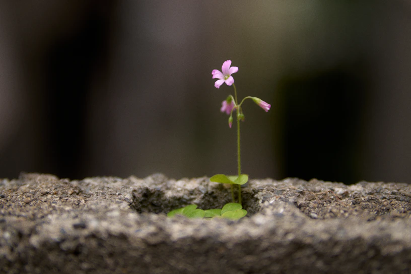 A delicate flower blooms in a stone crevice.