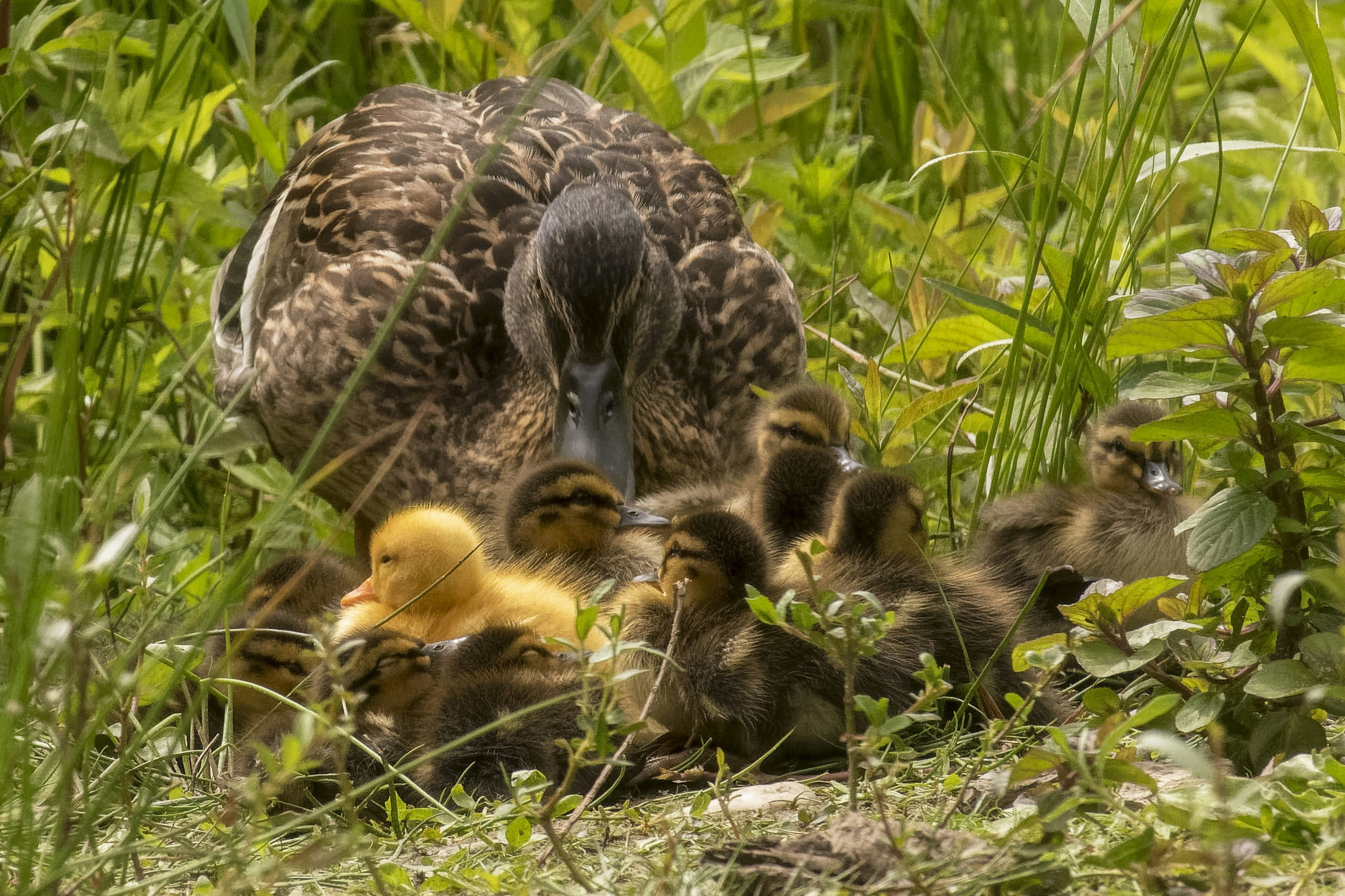 Afbeelding van Markelo