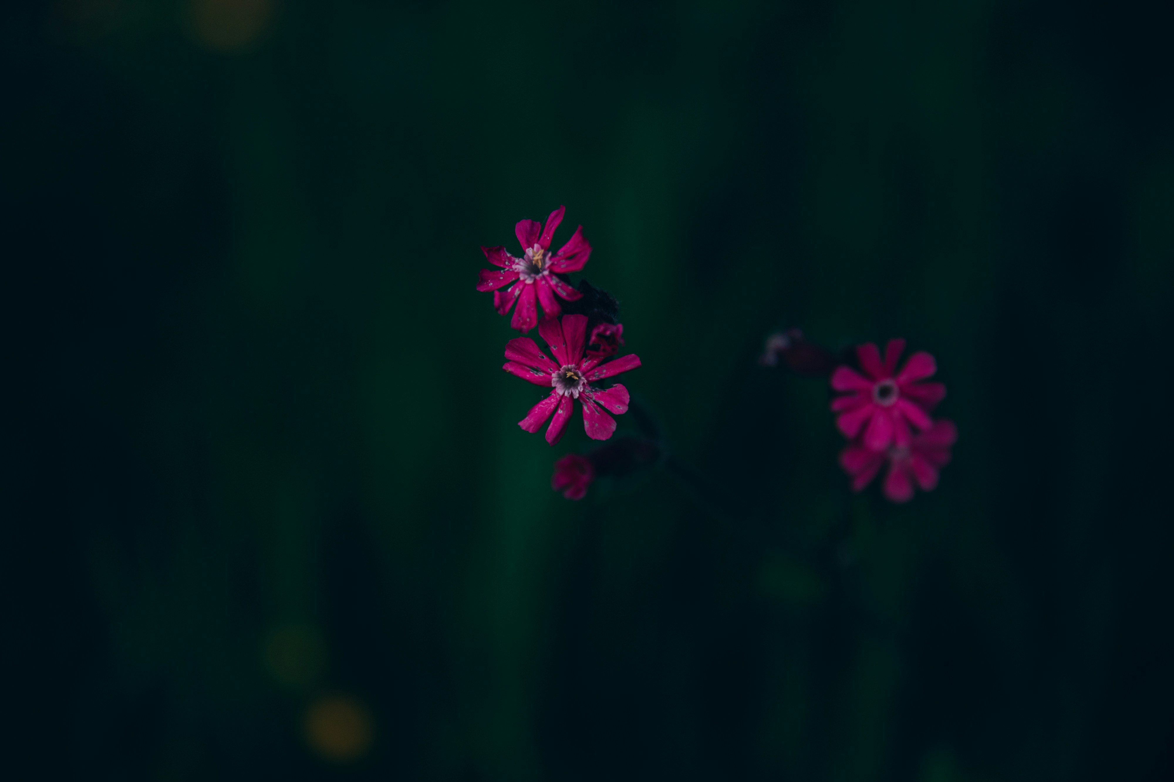 Photo by mikejerskine