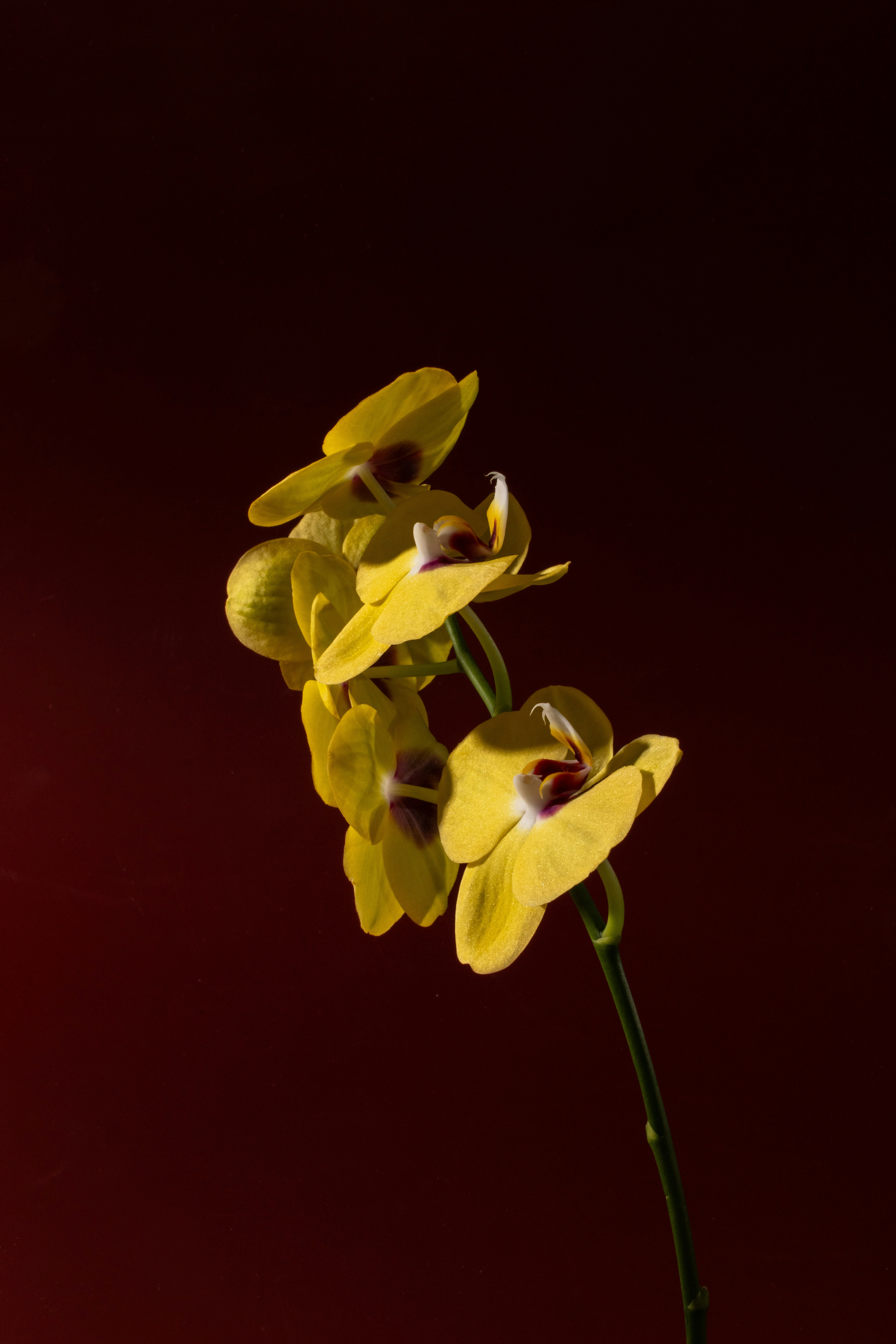 Photo by albertsalim