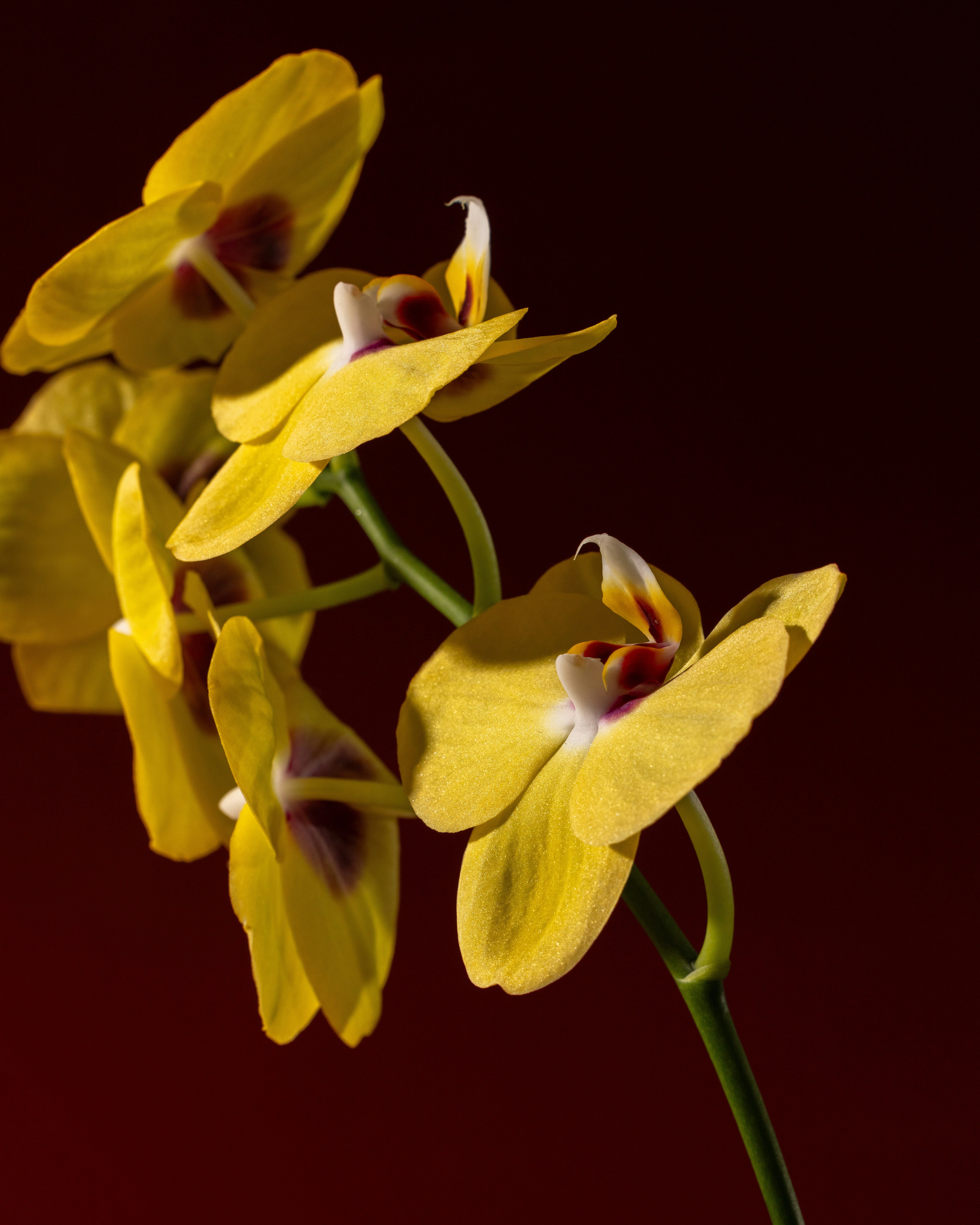 Photo by albertsalim