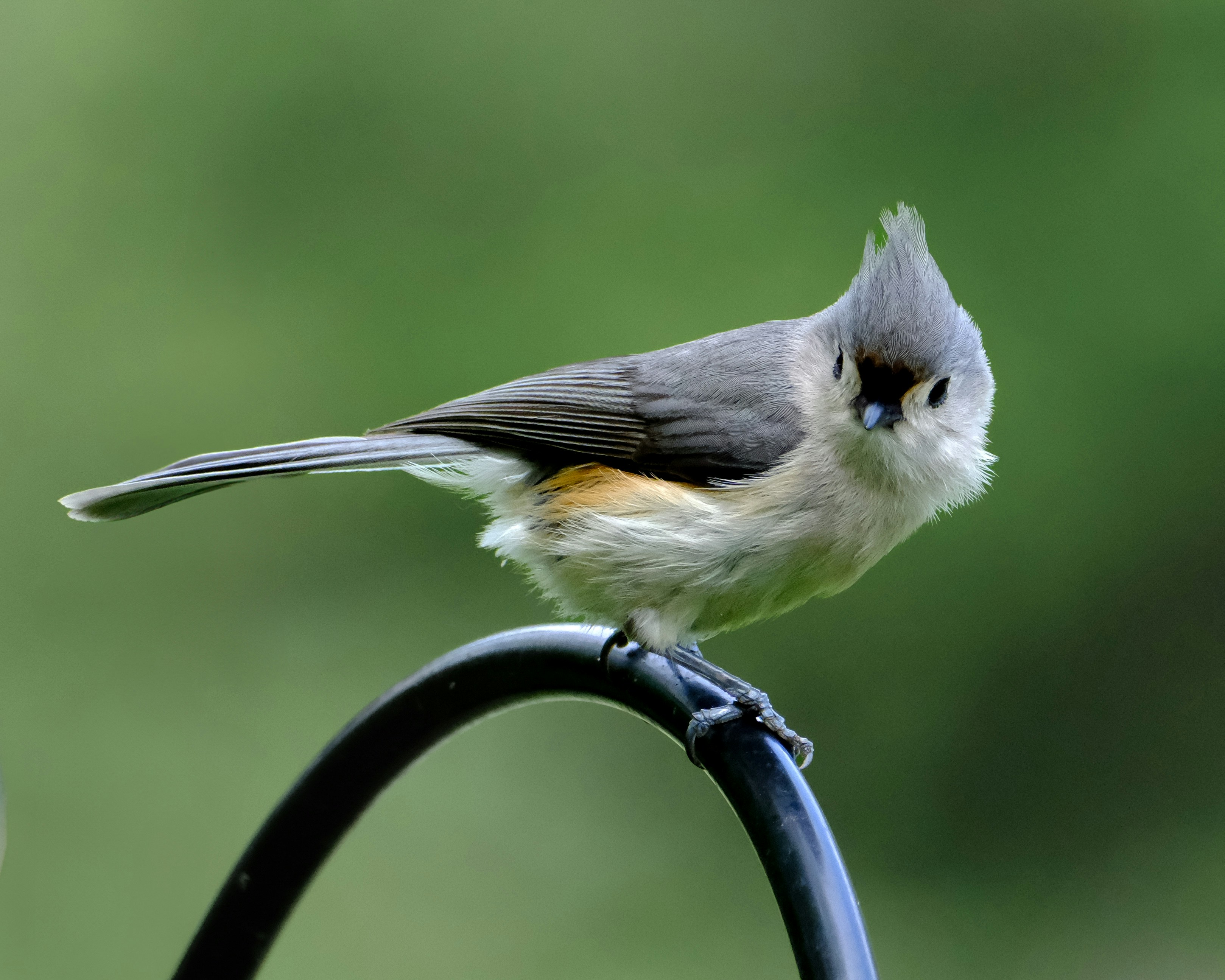 A tufted titmouse is perched on a curved perch.