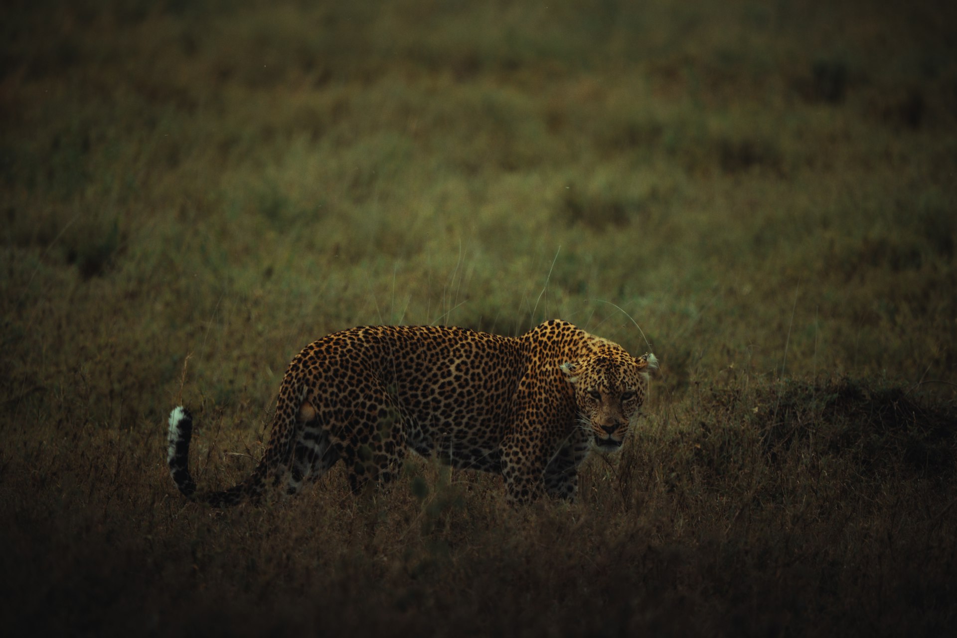 Classic Tanzania (& Zanzibar option)