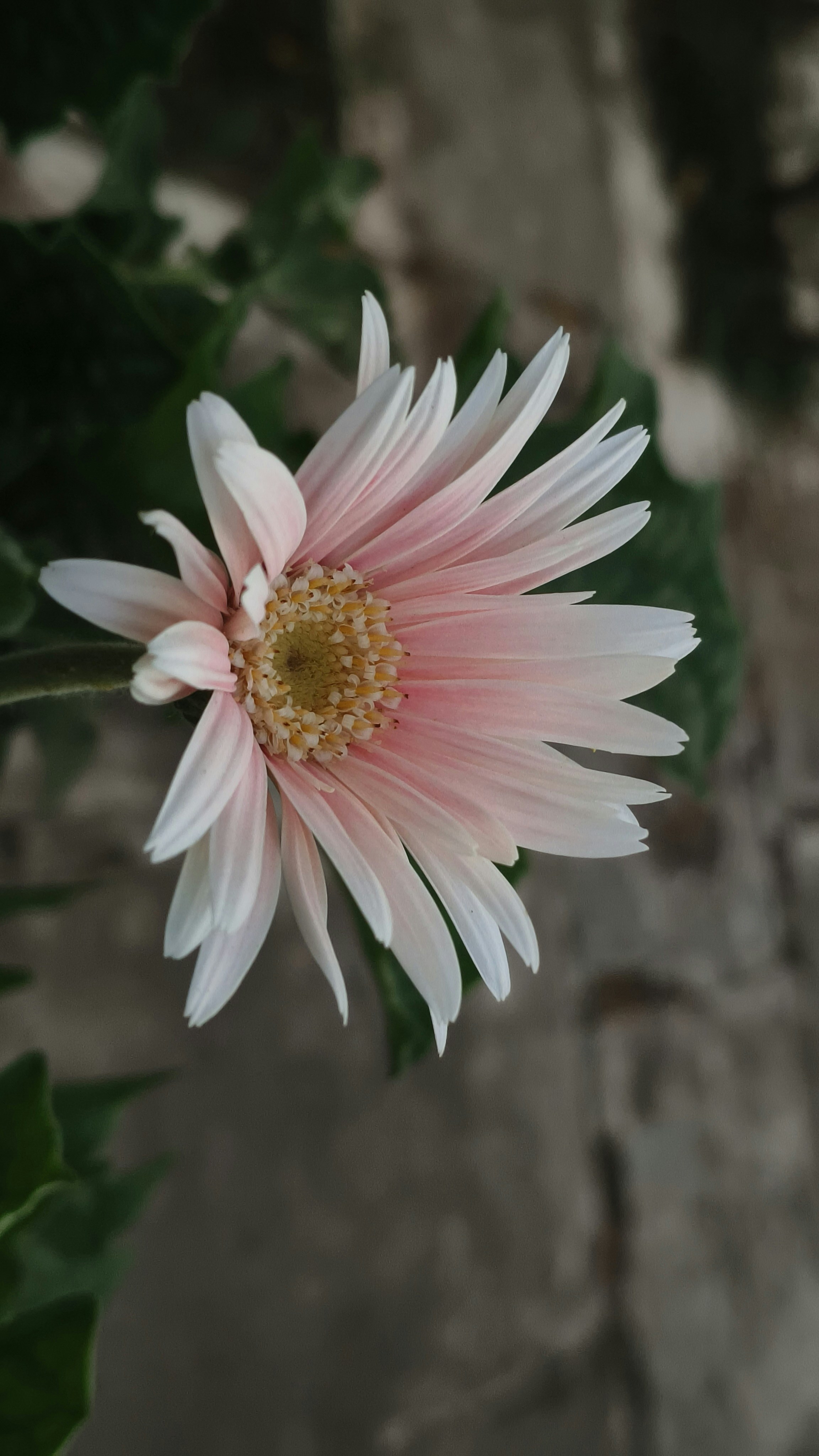 Photo by noname6678