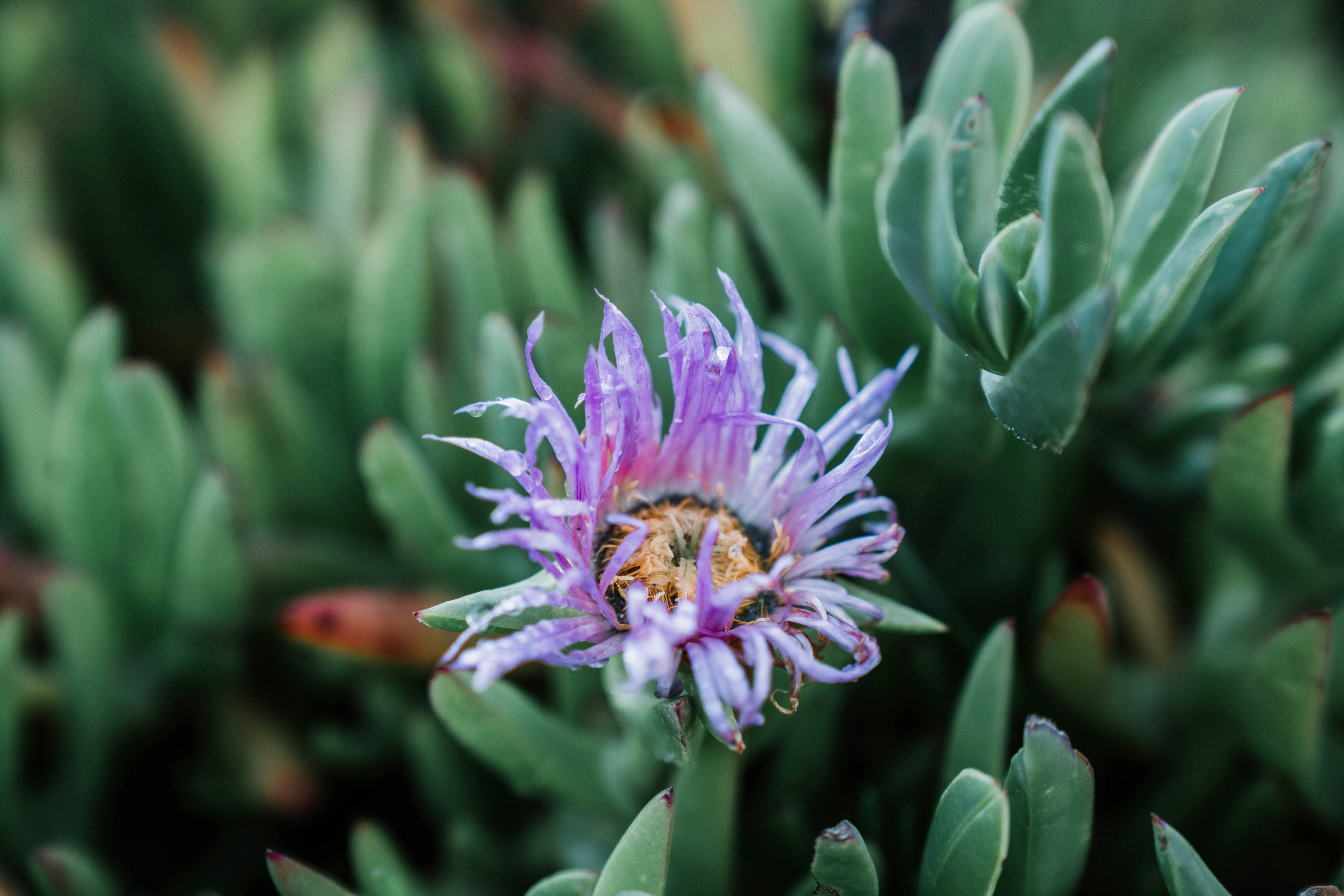 A purple flower blossoms amidst succulents.