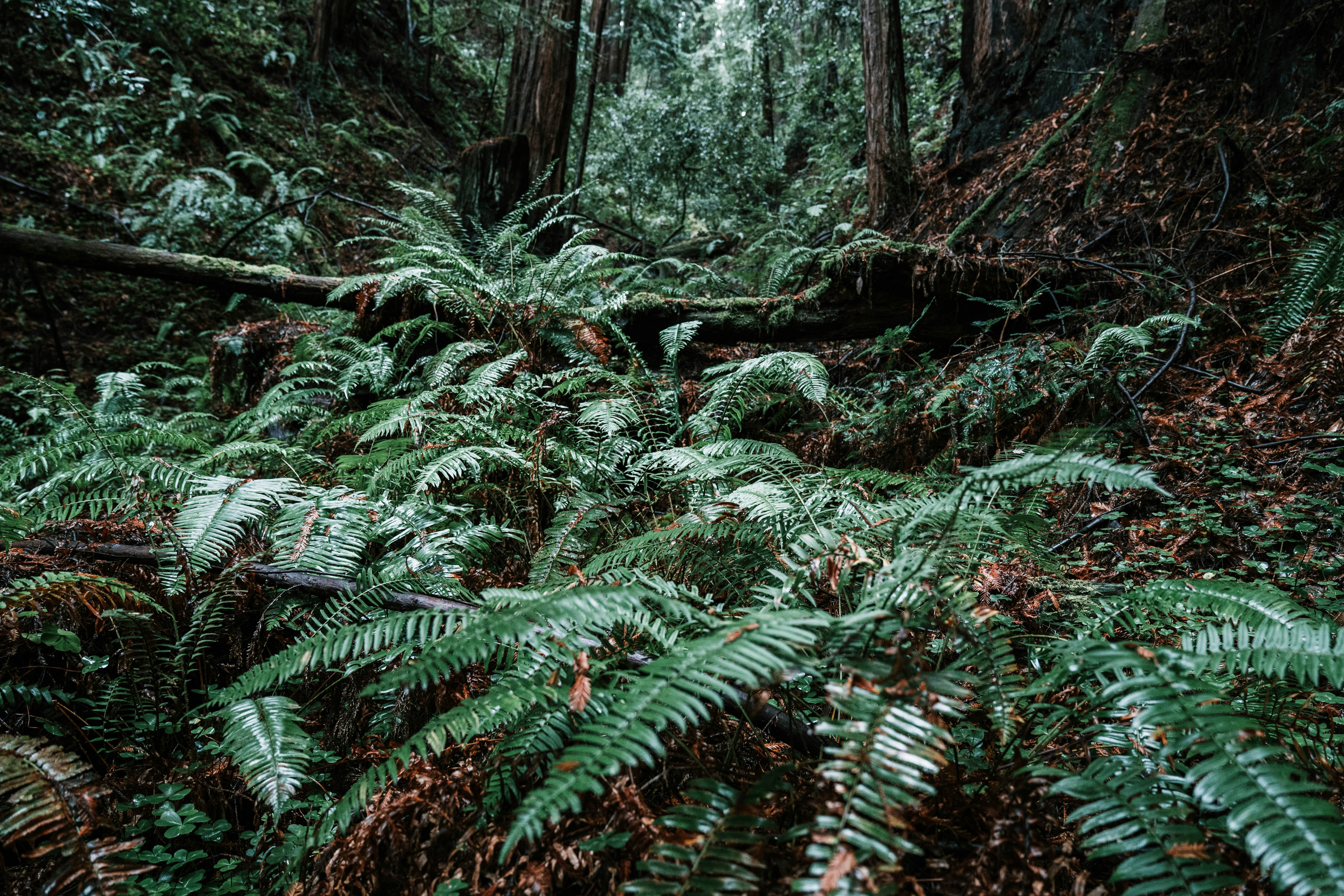 Lush green ferns thrive in a dense forest.