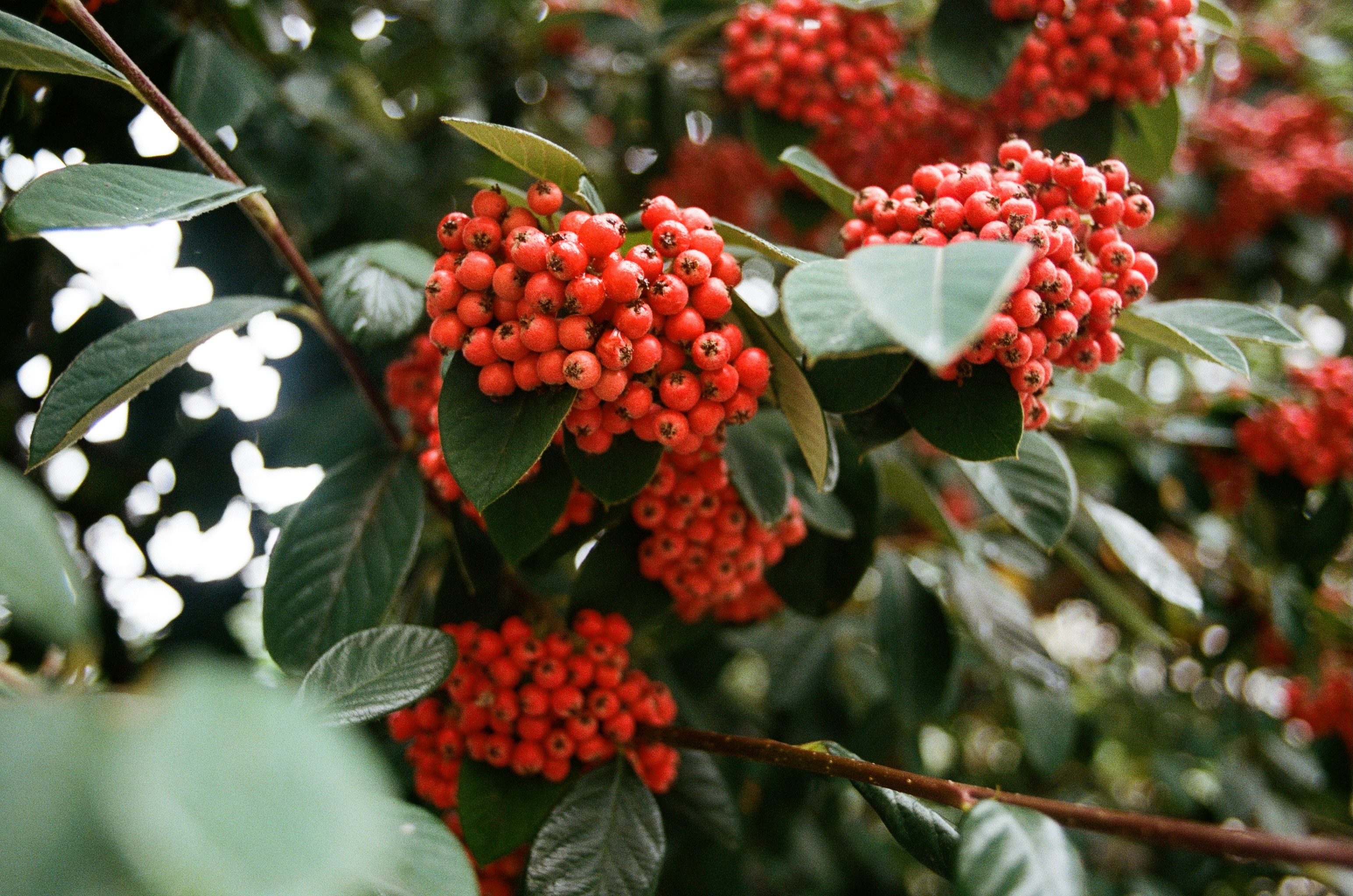 Red berries cluster on a green-leafed branch.