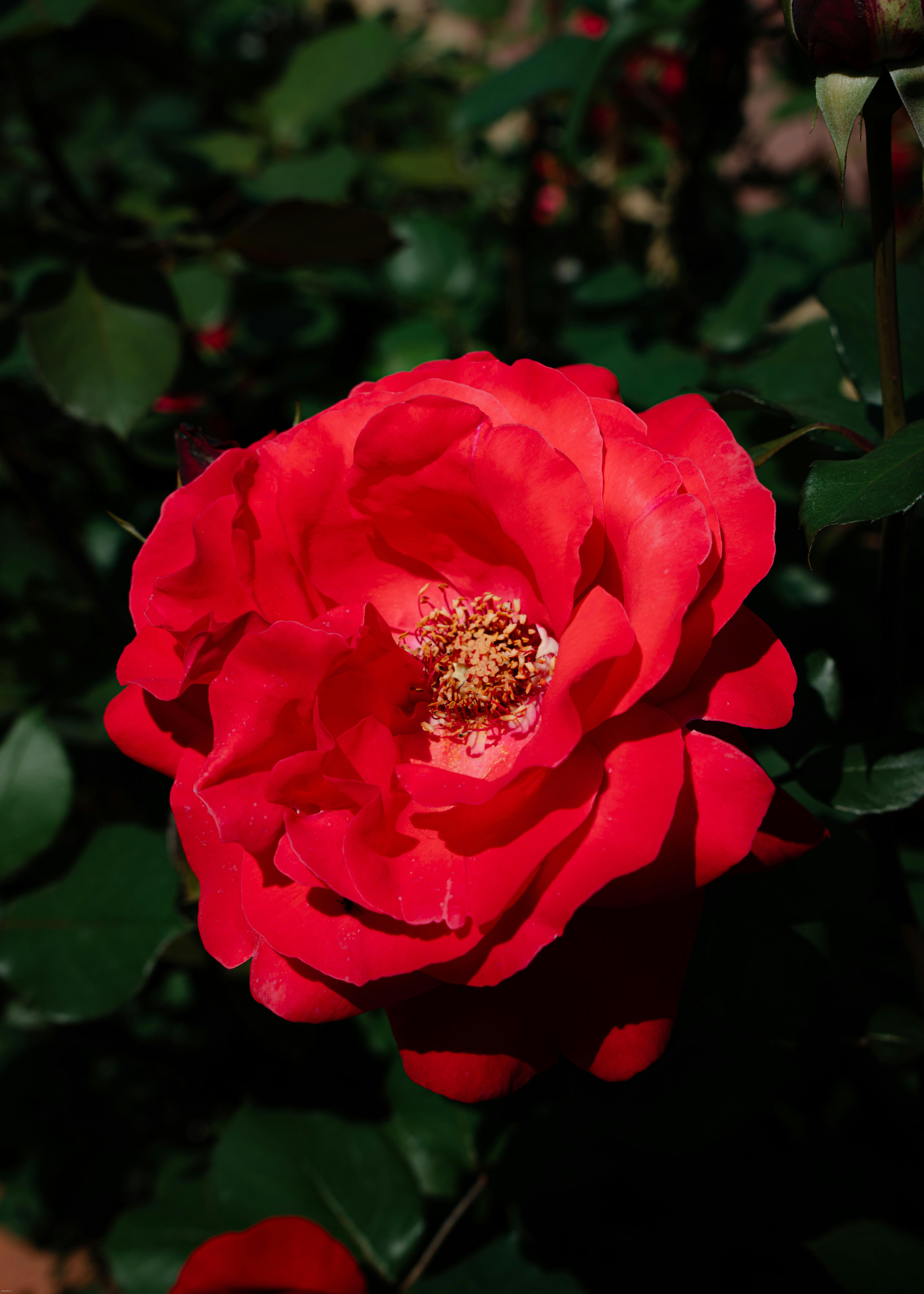 Vibrant red rose in full bloom.