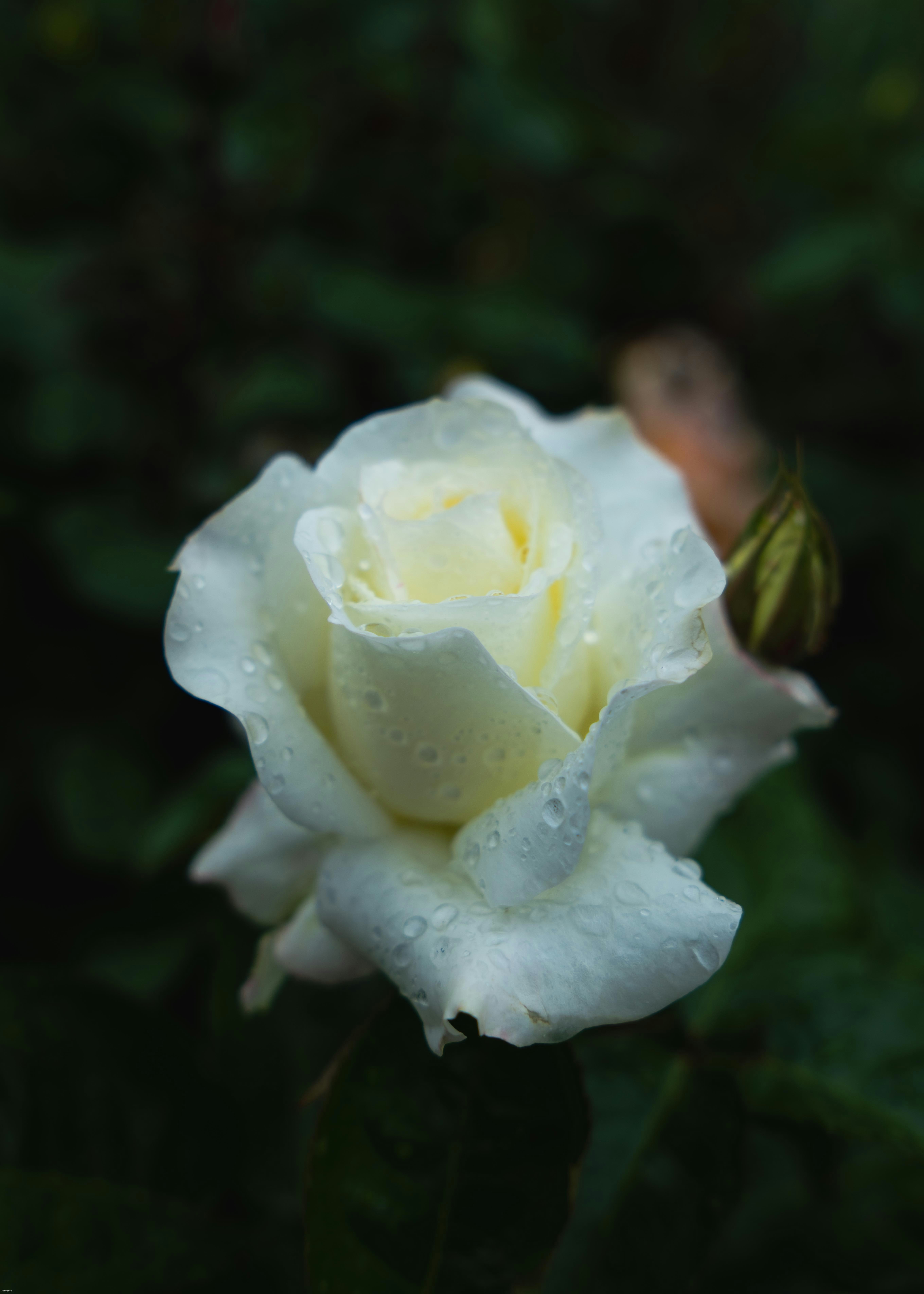 Photo by jinhan_photo